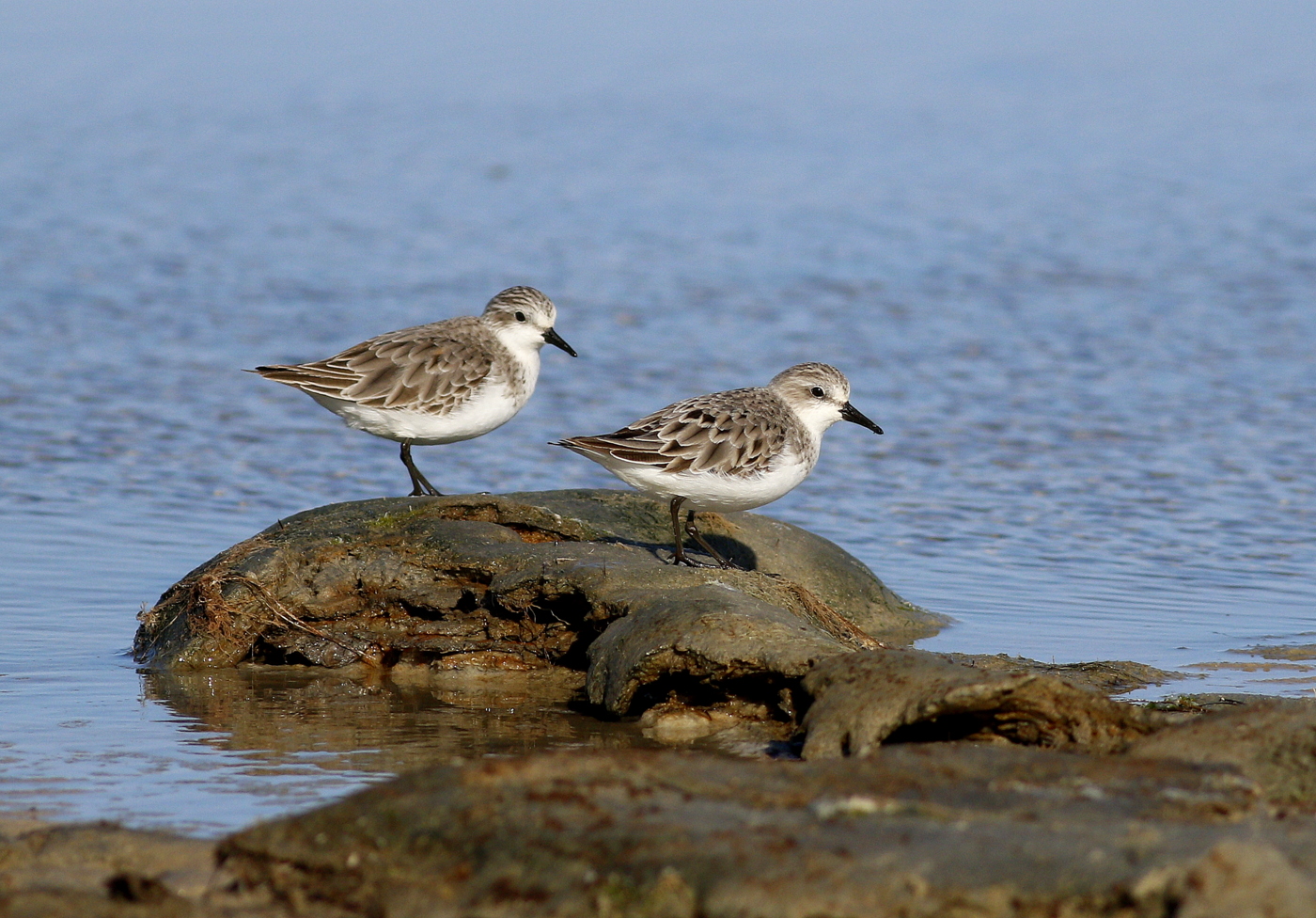 Red-necked Stint (Image ID 36557)