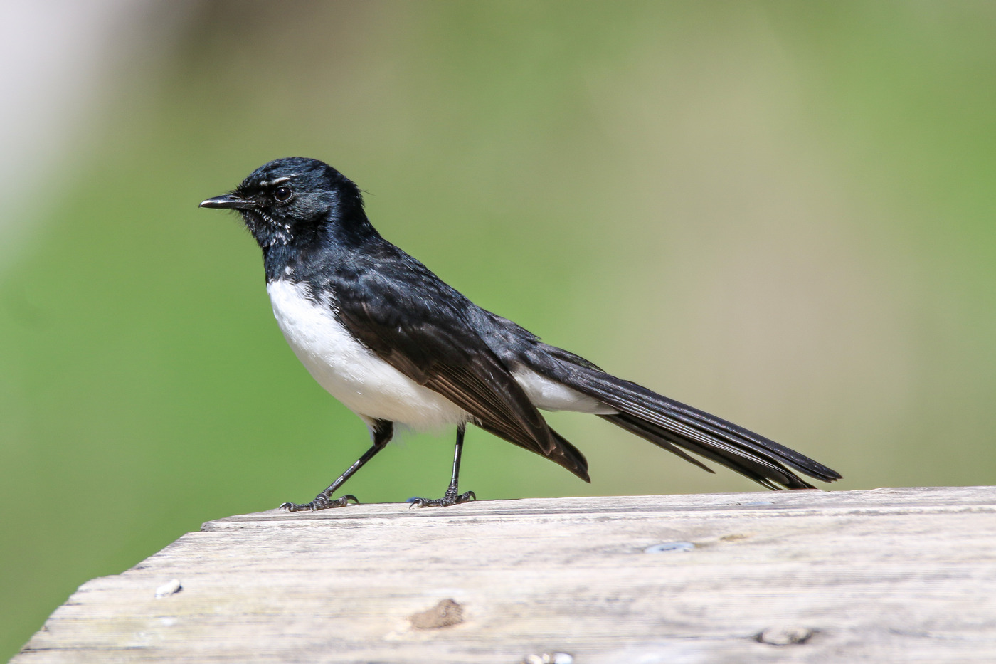 Willie Wagtail (Image ID 36622)