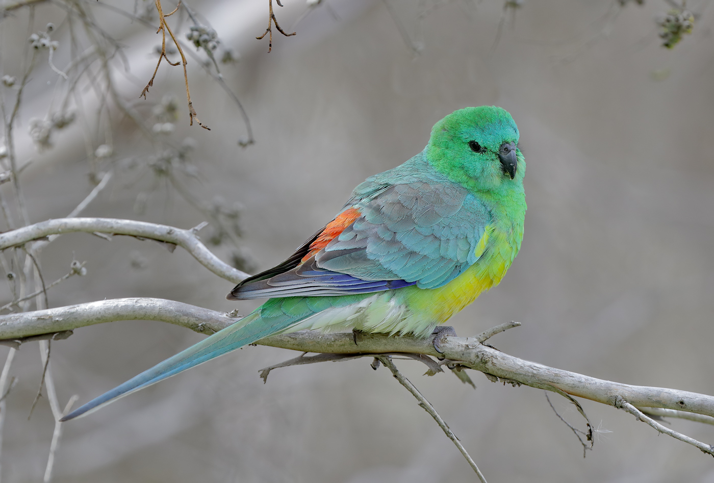 Red-rumped Parrot (Image ID 36443)