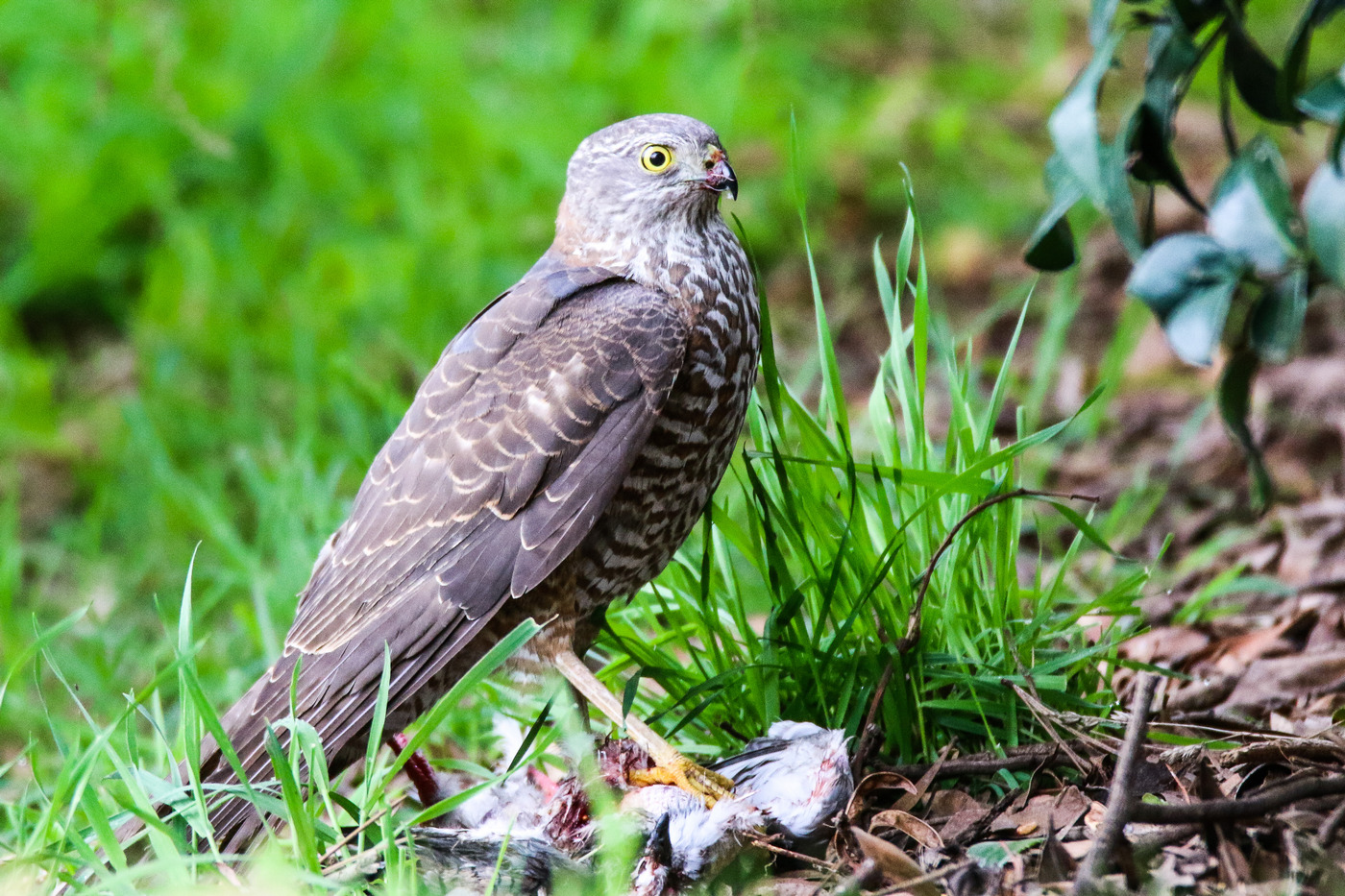 Collared Sparrowhawk (Image ID 36621)