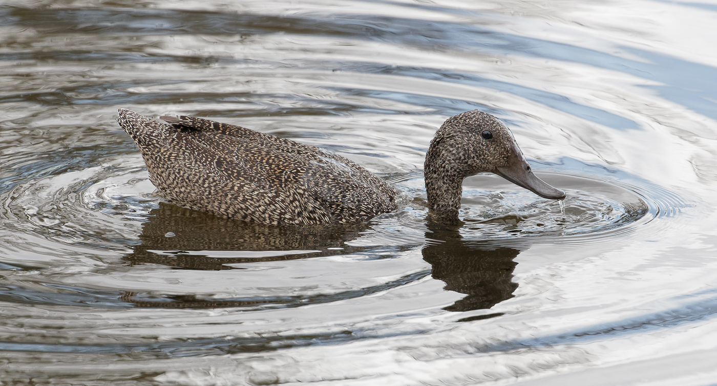 Freckled Duck (Image ID 36485)