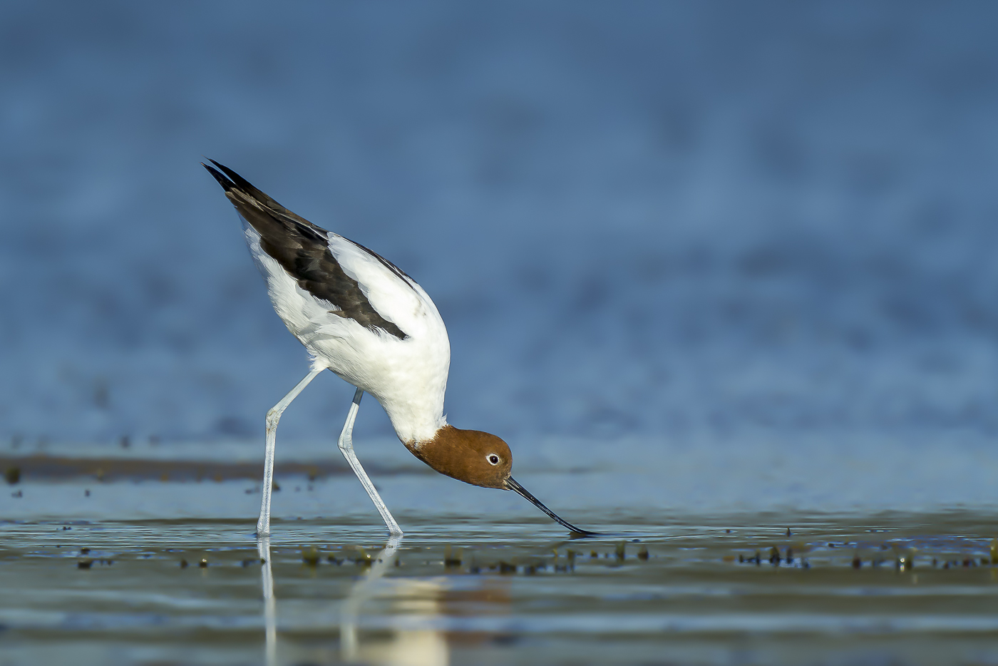 Red-necked Avocet (Image ID 36503)