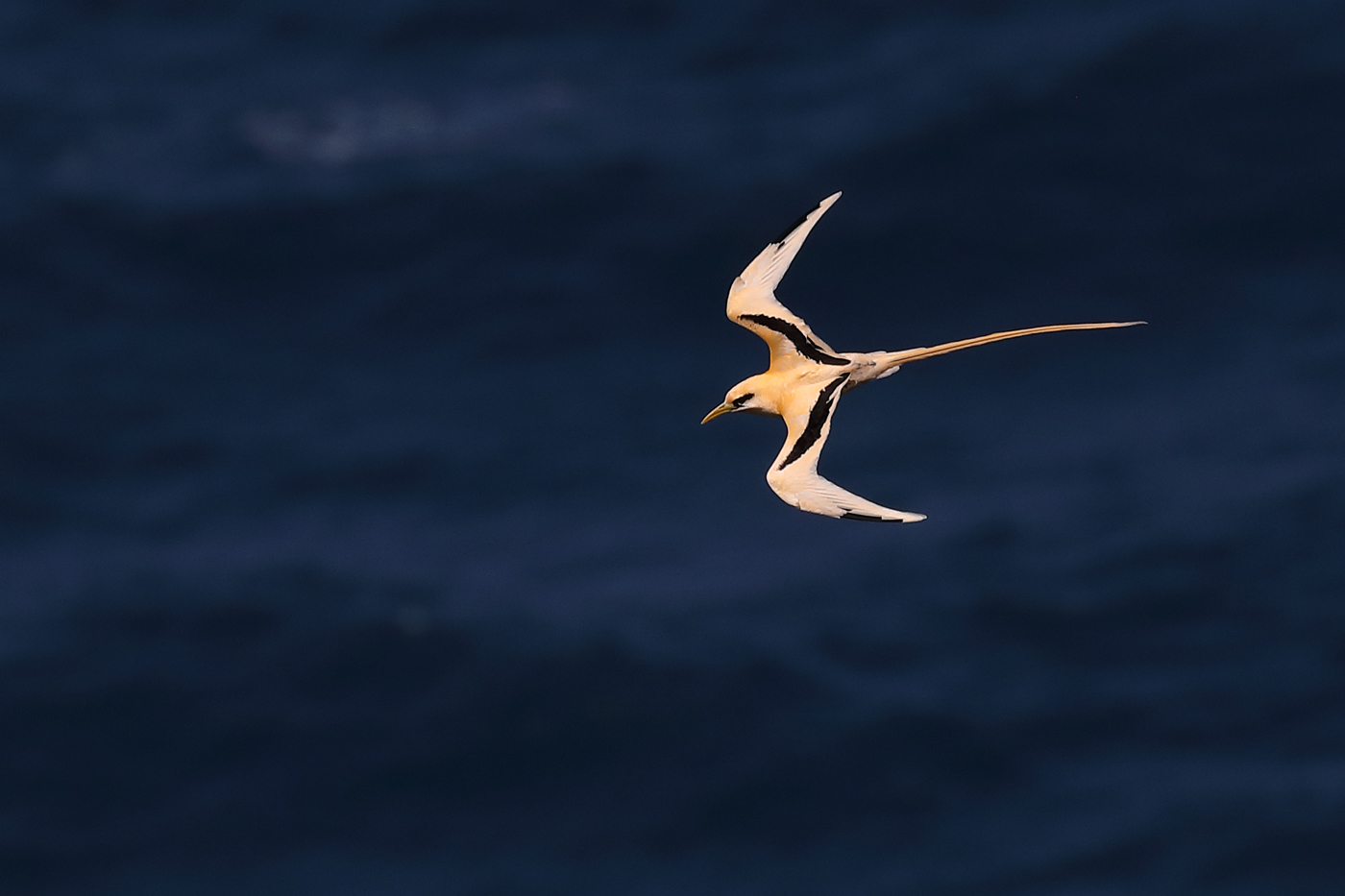 White-tailed Tropicbird (Image ID 36604)