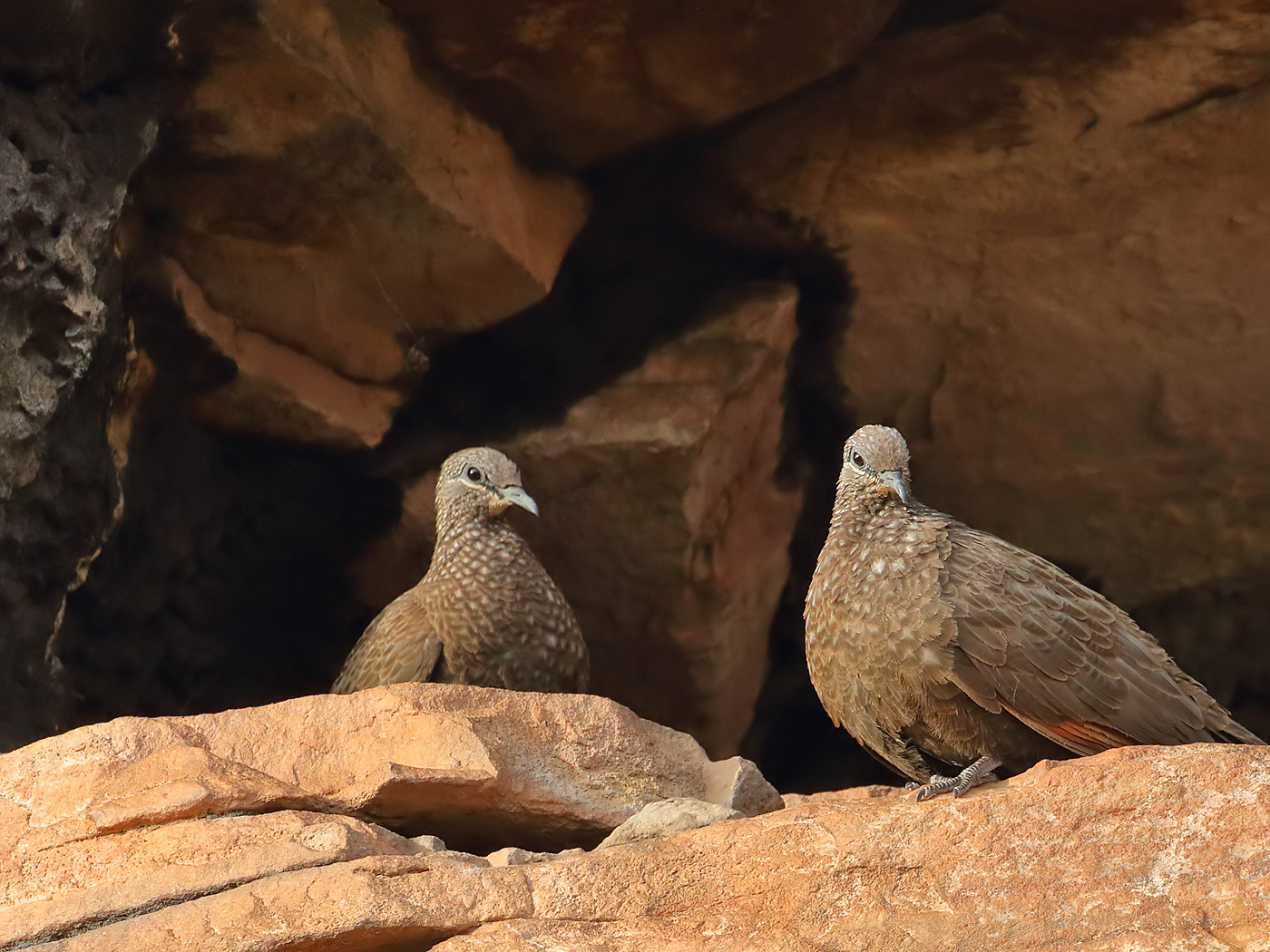 Chestnut-quilled Rock-Pigeon (Image ID 36573)