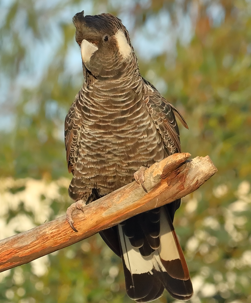 Carnaby's Black-Cockatoo (Image ID 36448)