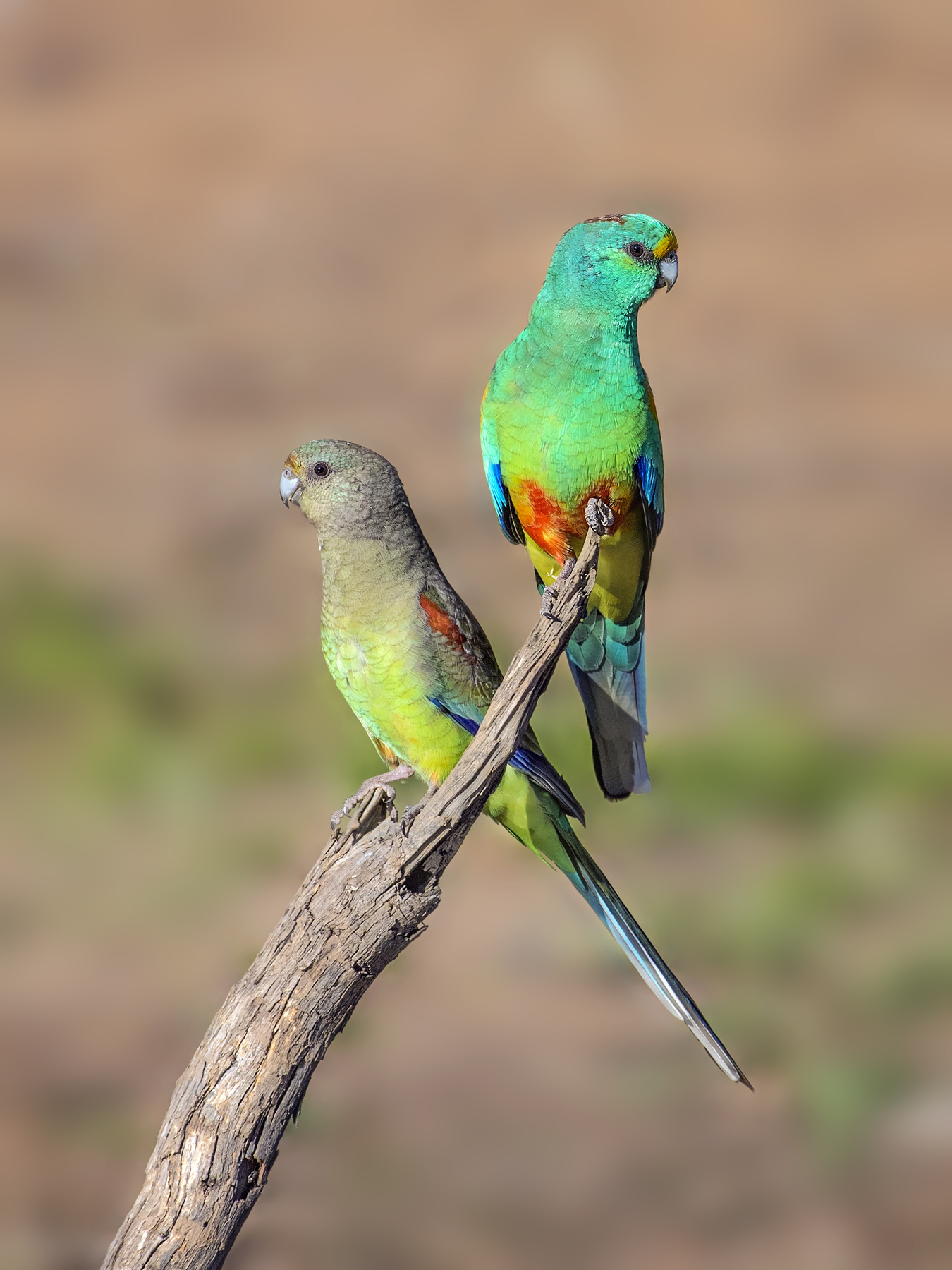 Mulga Parrot (Image ID 36538)