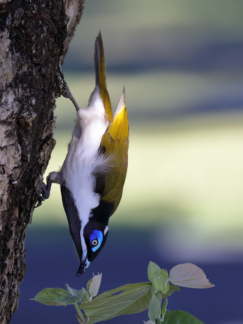 Blue-faced Honeyeater complex (Image ID 36471)