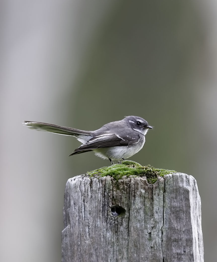 Grey Fantail (Image ID 36668)