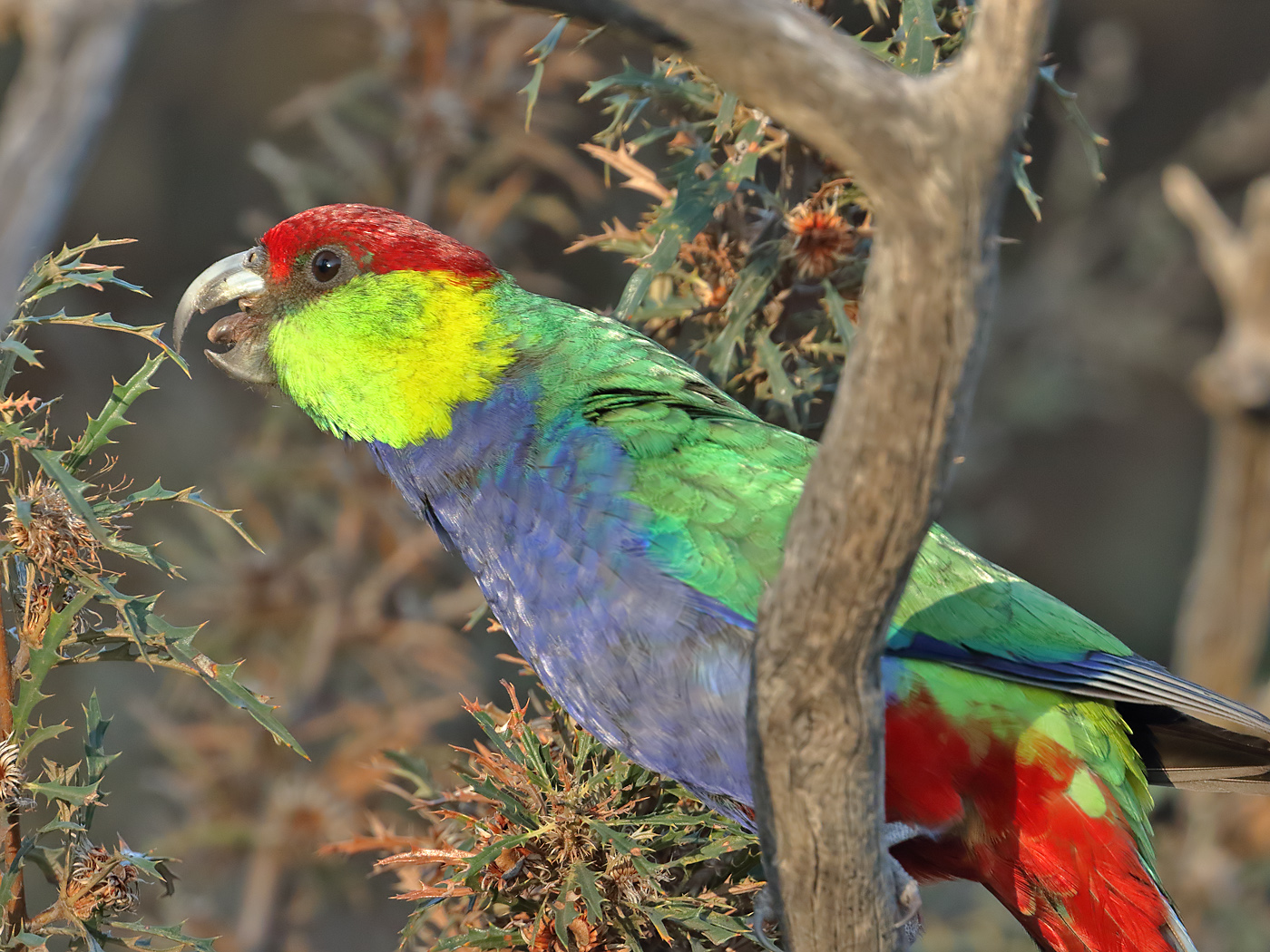 Red-capped Parrot (Image ID 36549)