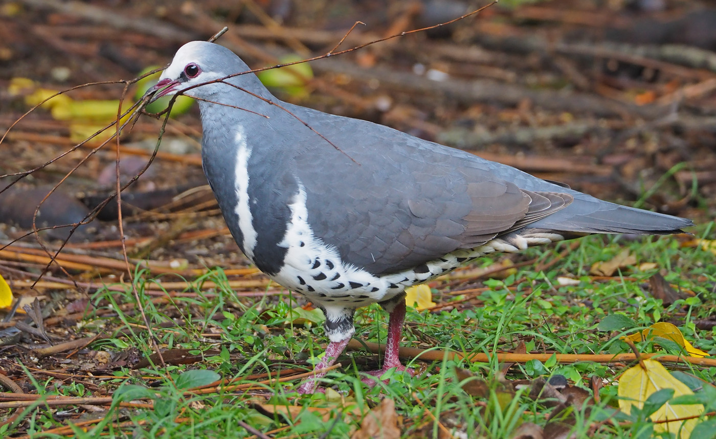 Wonga Pigeon (Image ID 36609)