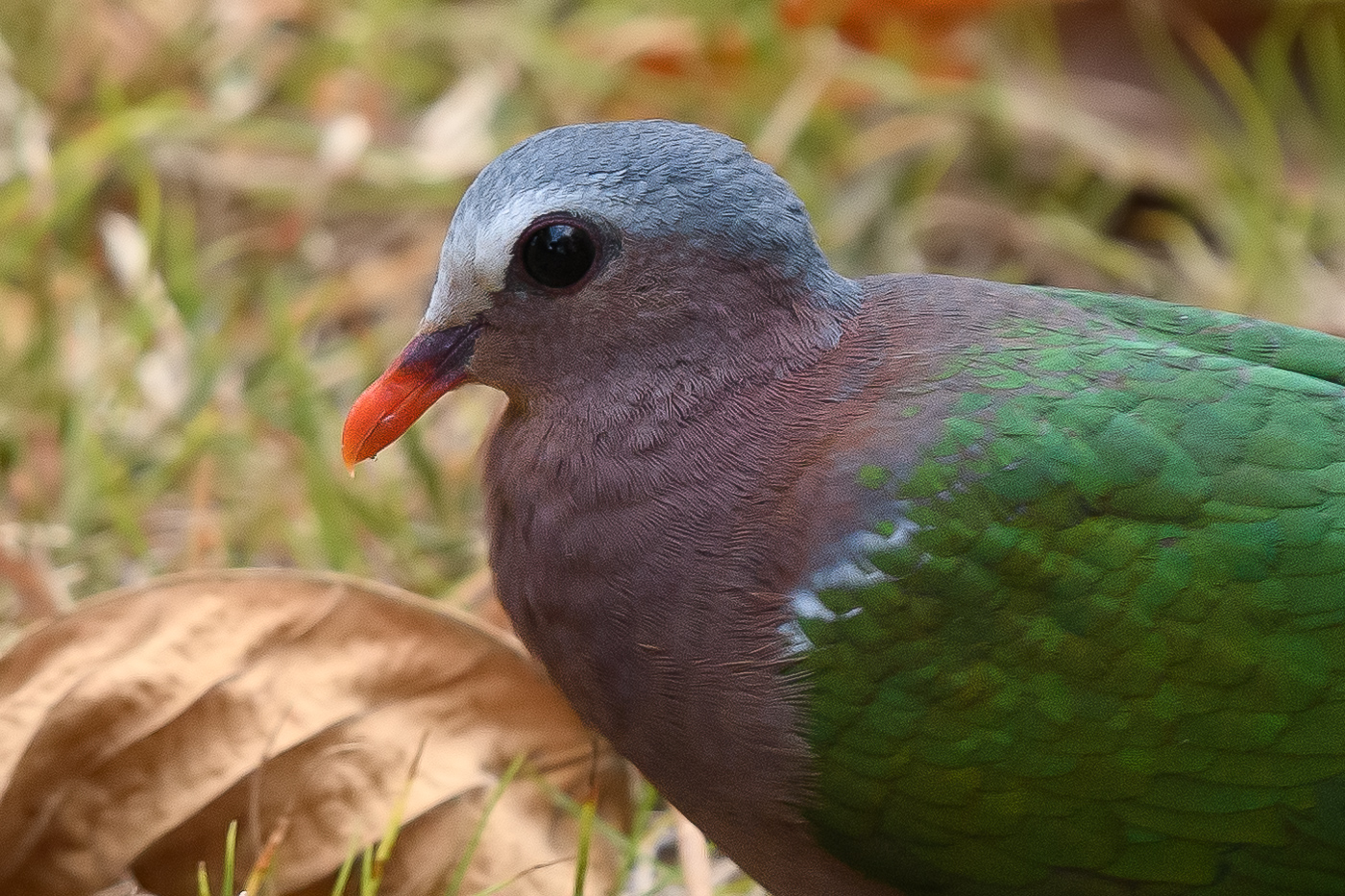 Grey-capped Emerald-Dove (Image ID 36636)