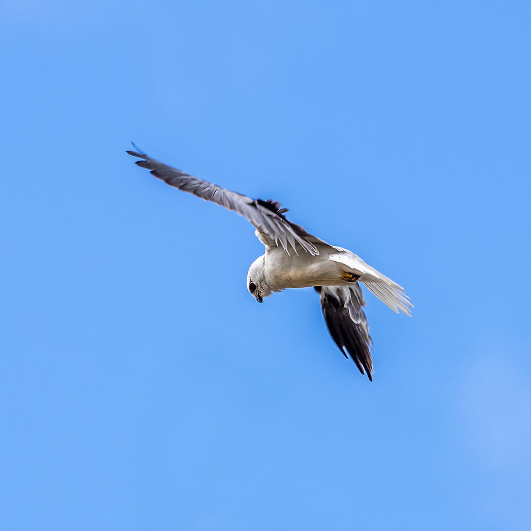 Black-shouldered Kite (Image ID 36494)