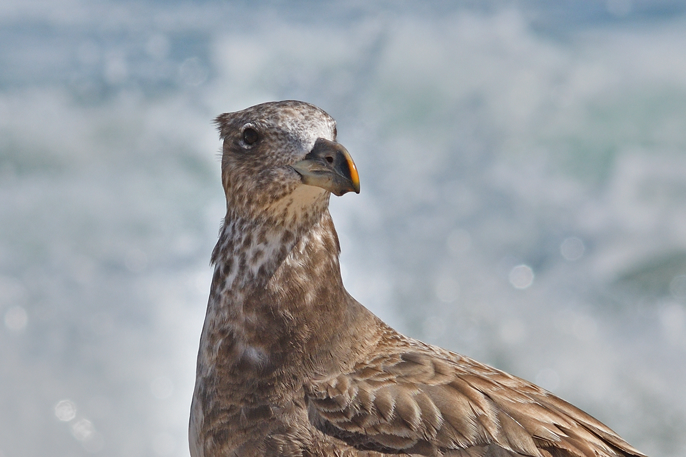 Pacific Gull (Image ID 36585)