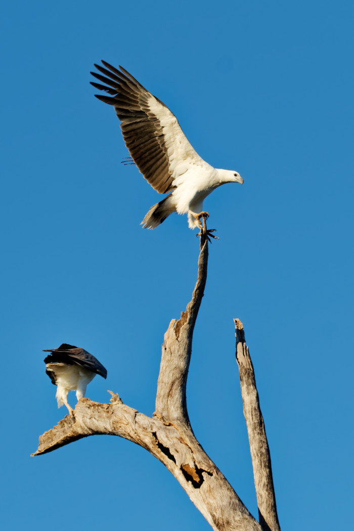 White-bellied Sea-Eagle (Image ID 36540)