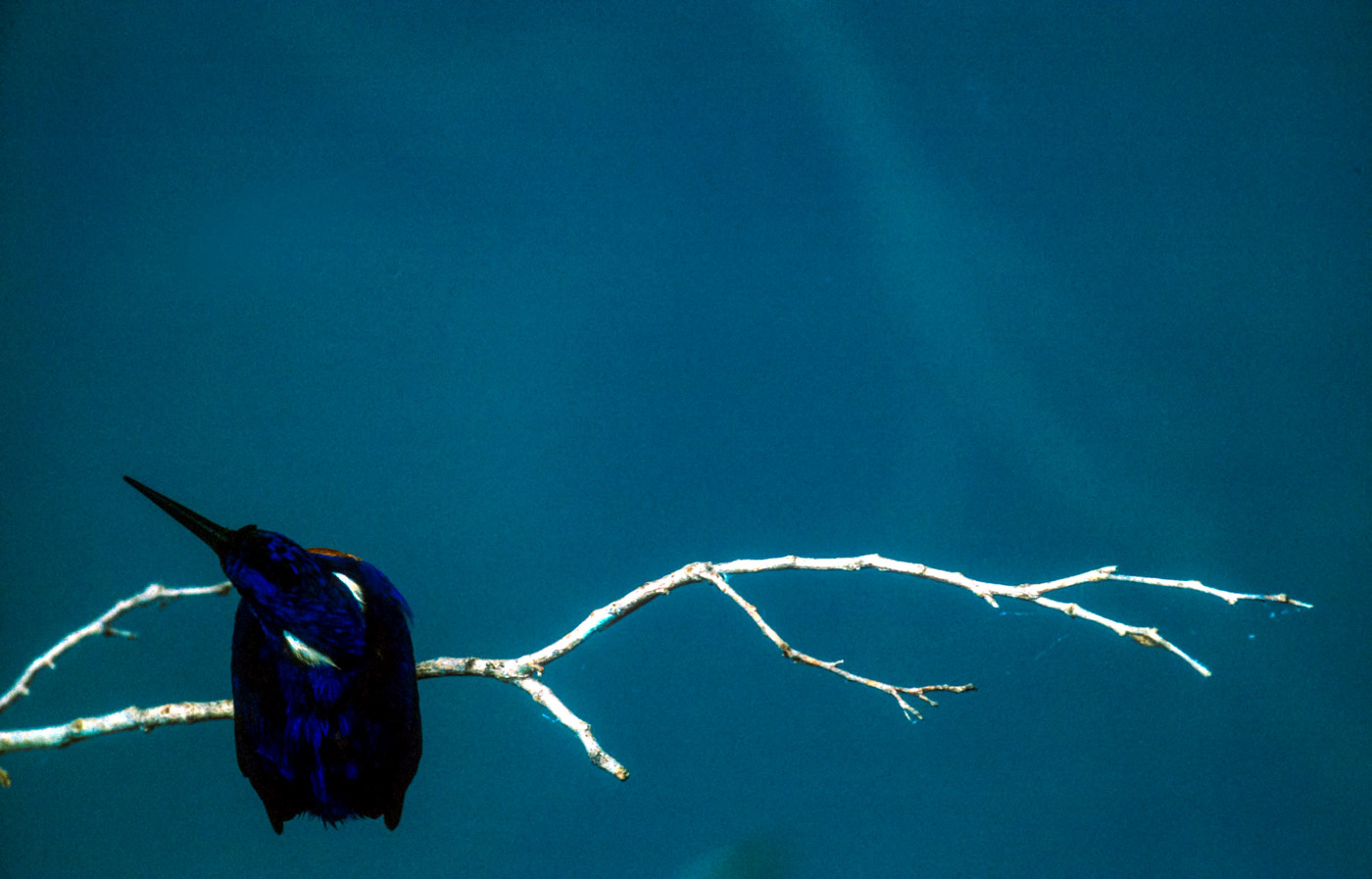 Azure Kingfisher (Image ID 36542)
