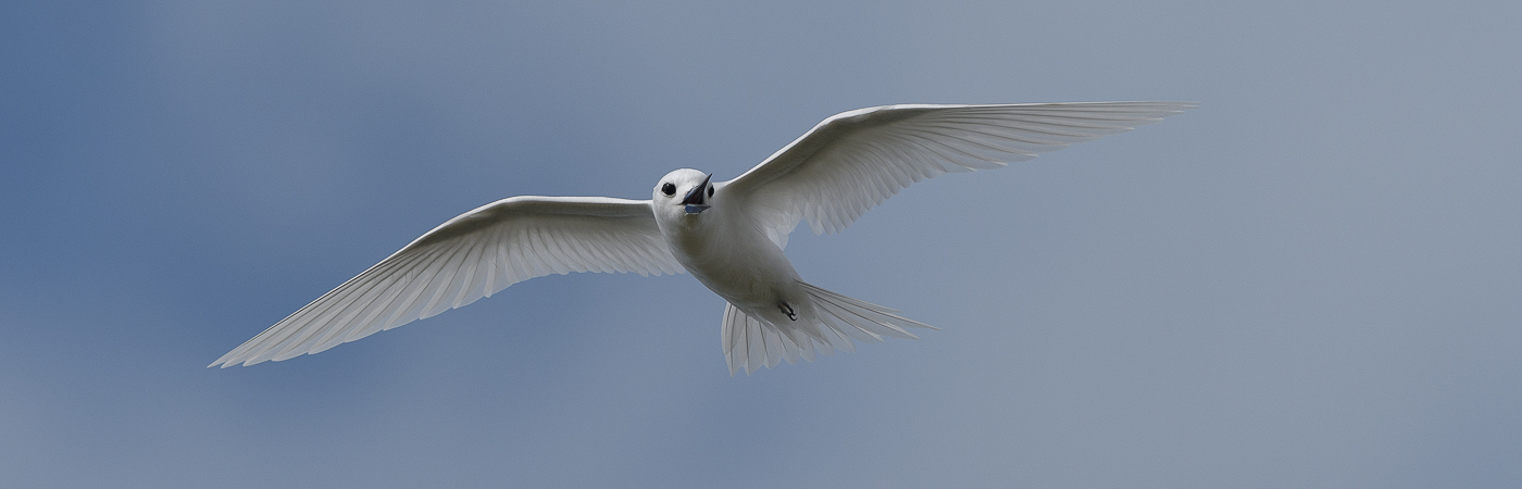 White Tern (Image ID 36644)