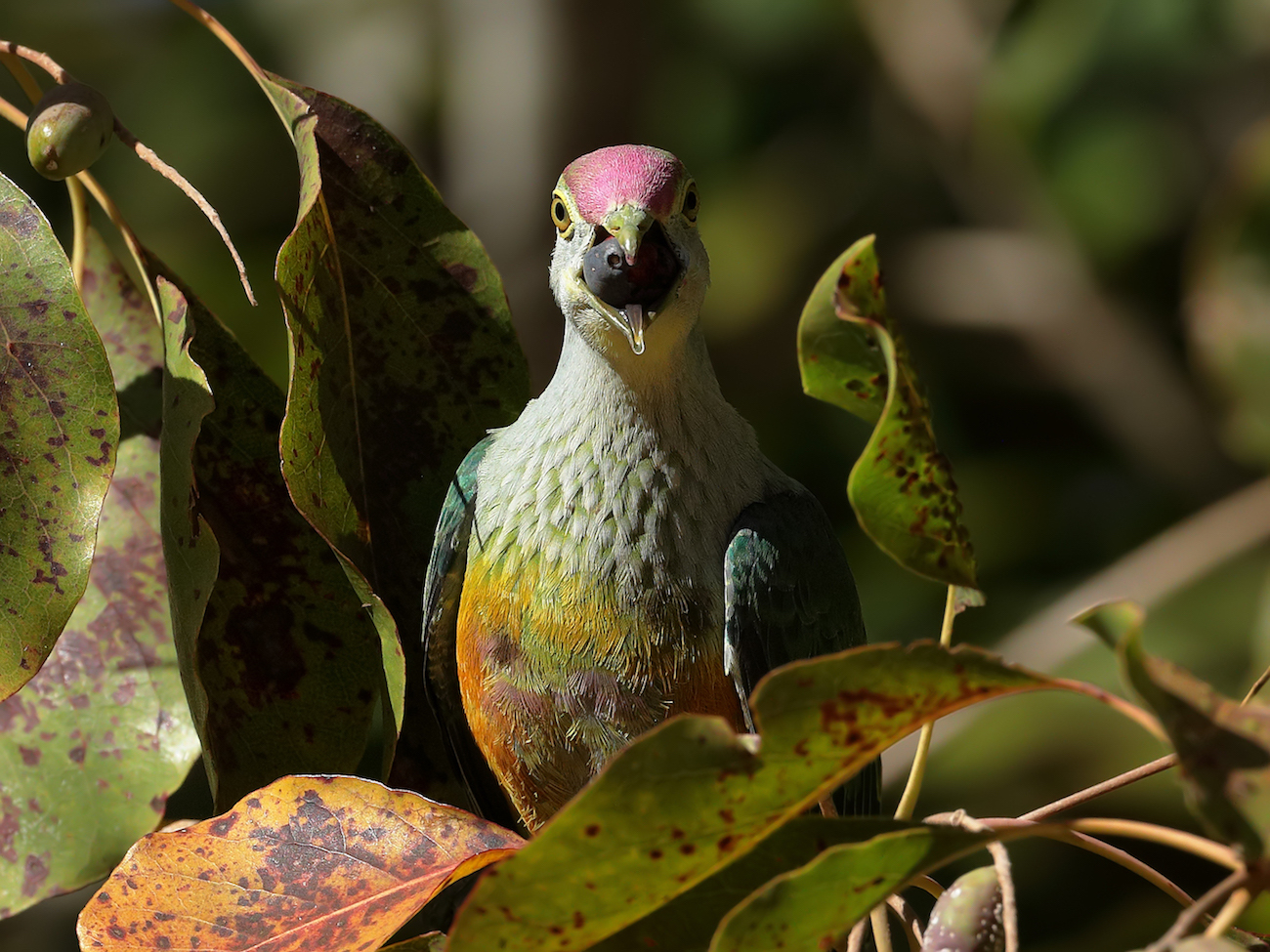 Rose-crowned Fruit-Dove (Image ID 36451)
