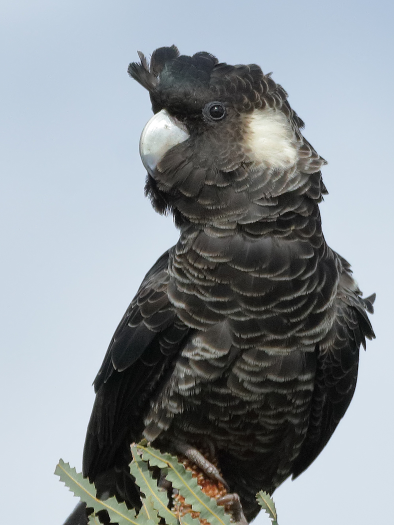 Carnaby's Black-Cockatoo (Image ID 36450)