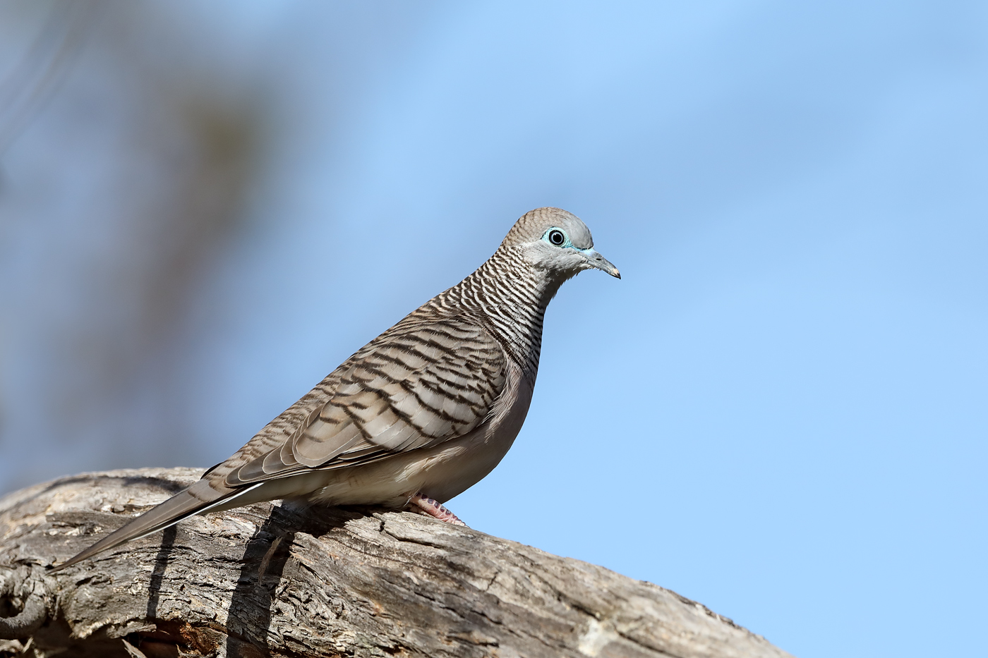 Peaceful Dove (Image ID 36523)