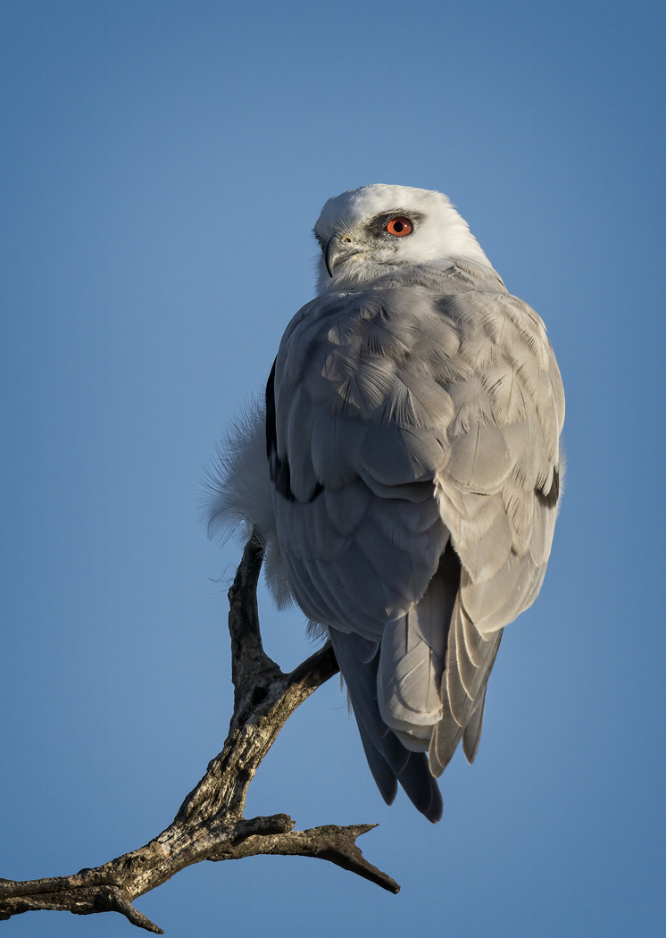 Black-shouldered Kite (Image ID 36651)