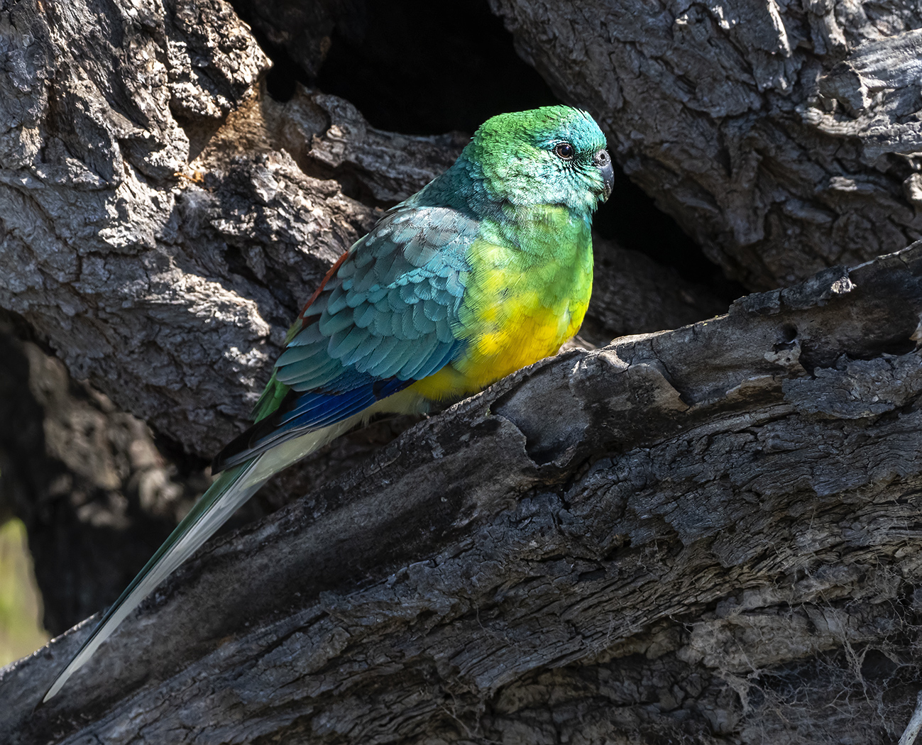 Red-rumped Parrot (Image ID 36569)