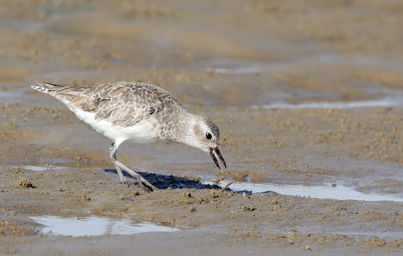 Grey Plover (Image ID 36634)