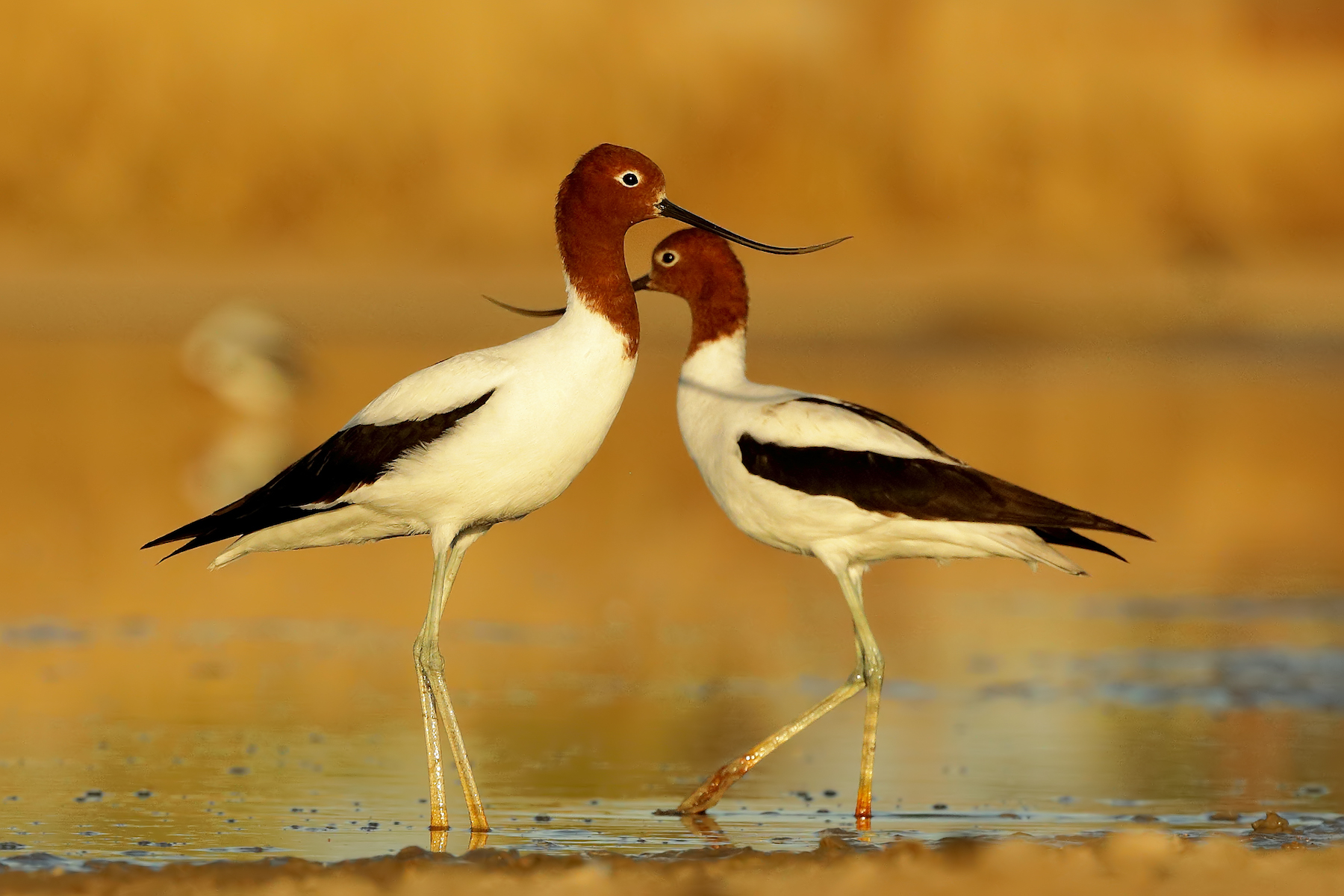 Red-necked Avocet (Image ID 36574)