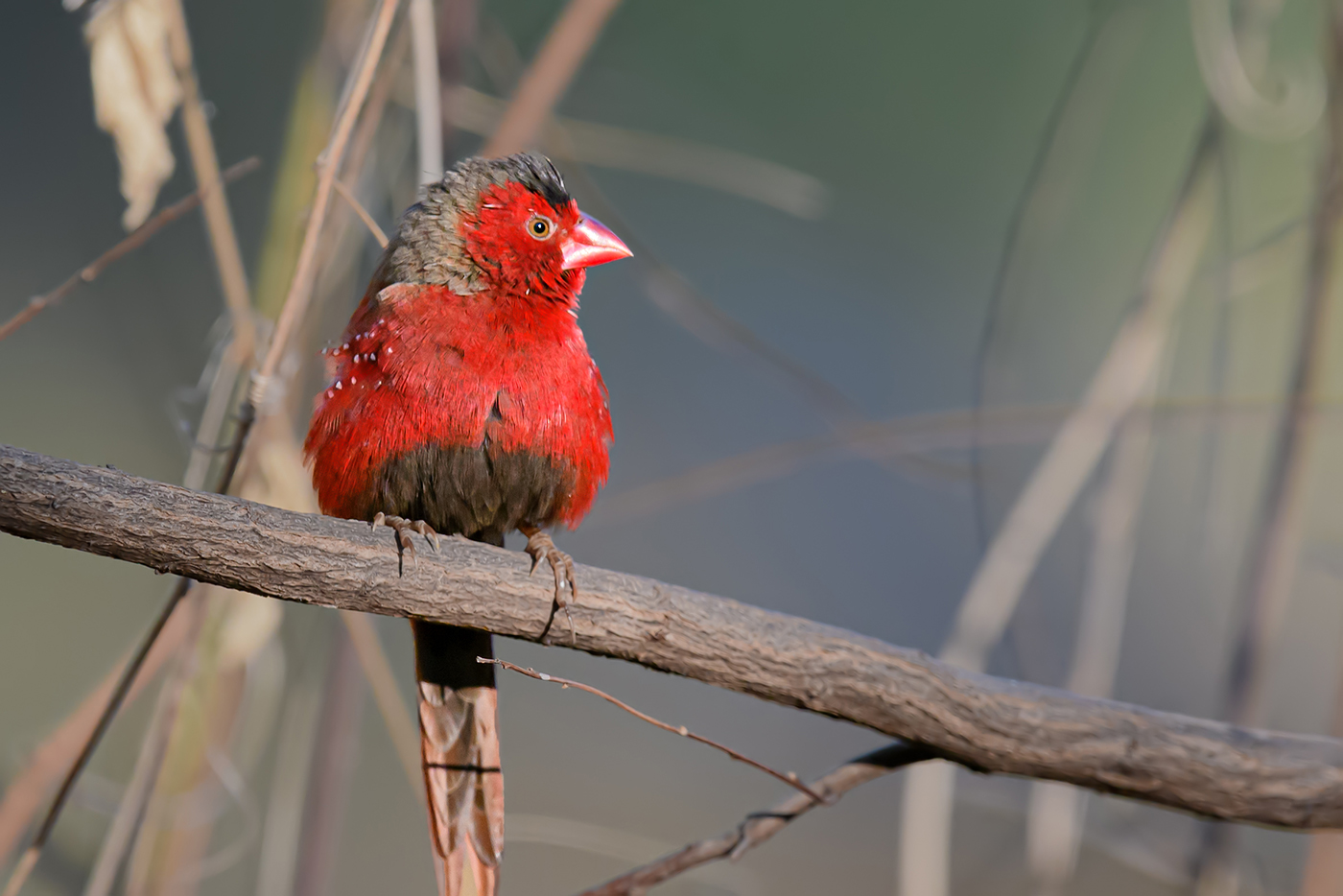 Black-bellied Crimson Finch (Image ID 36894)