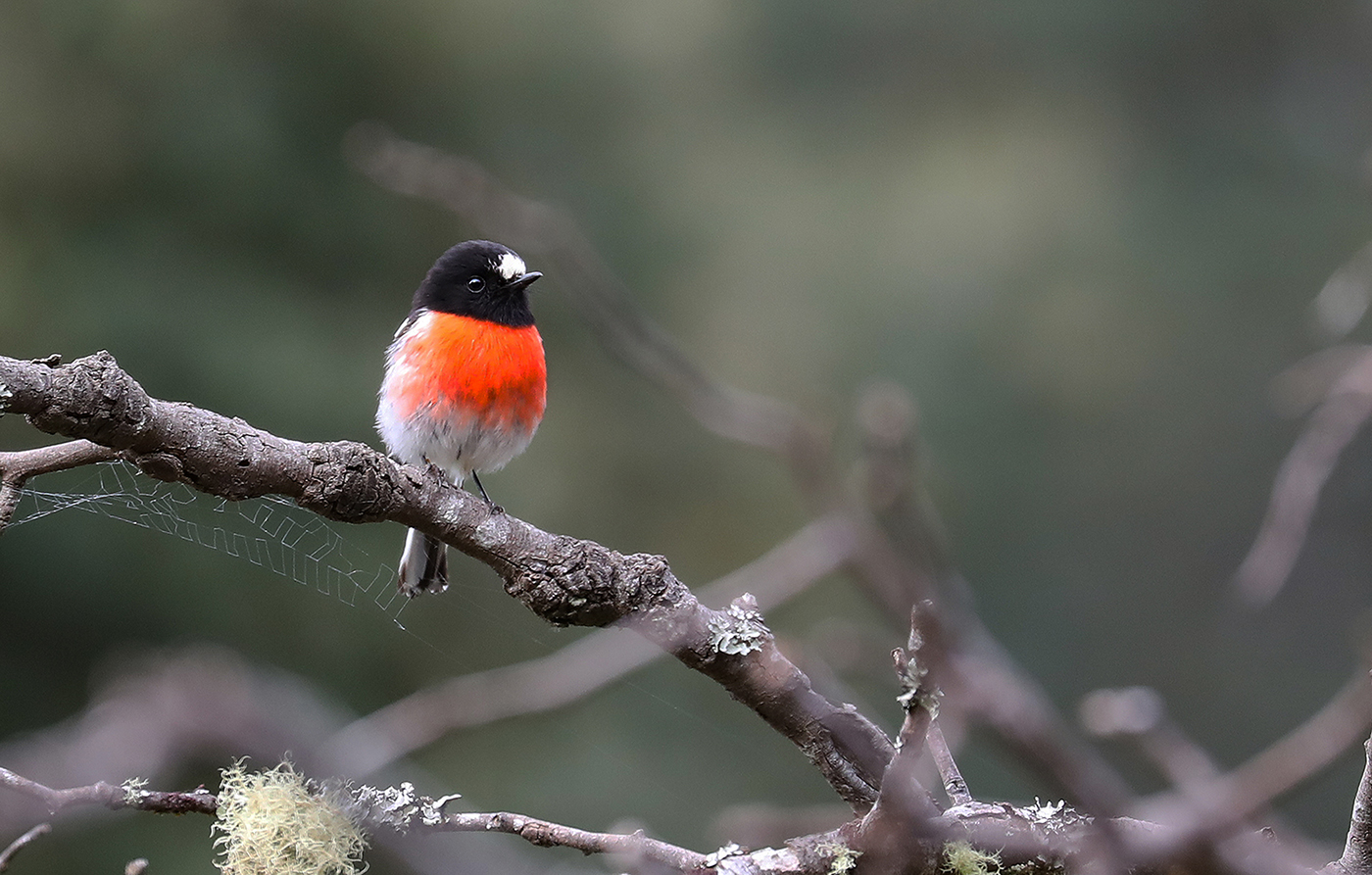 Scarlet Robin (Image ID 36871)