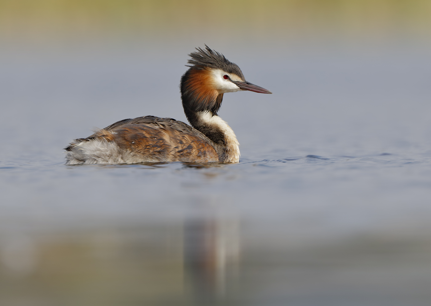 Great Crested Grebe (Image ID 36693)