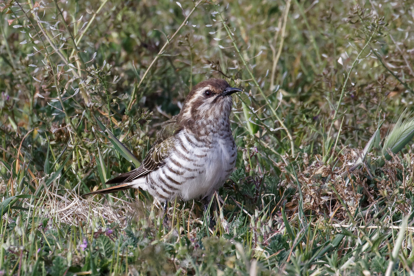 Horsfield's Bronze-Cuckoo (Image ID 36760)