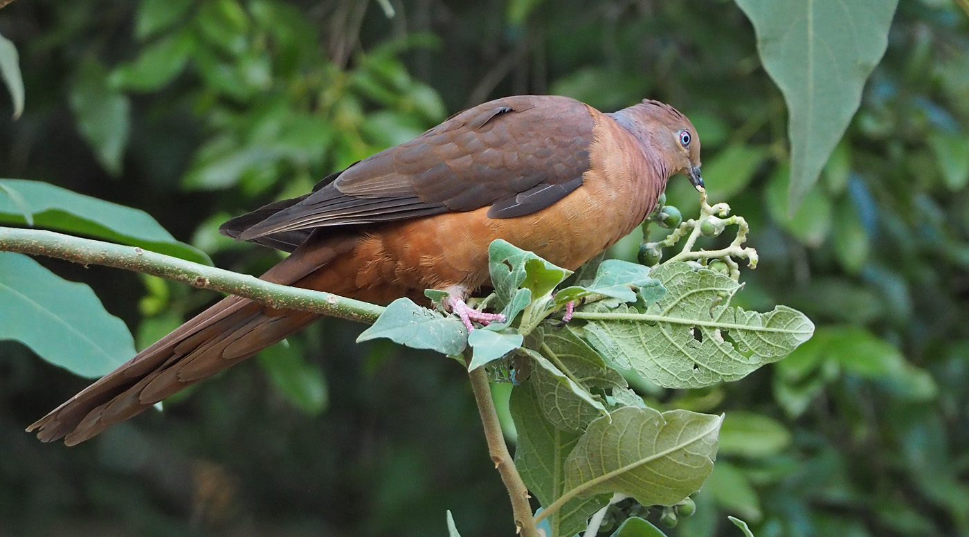 Brown Cuckoo-Dove (Image ID 36780)