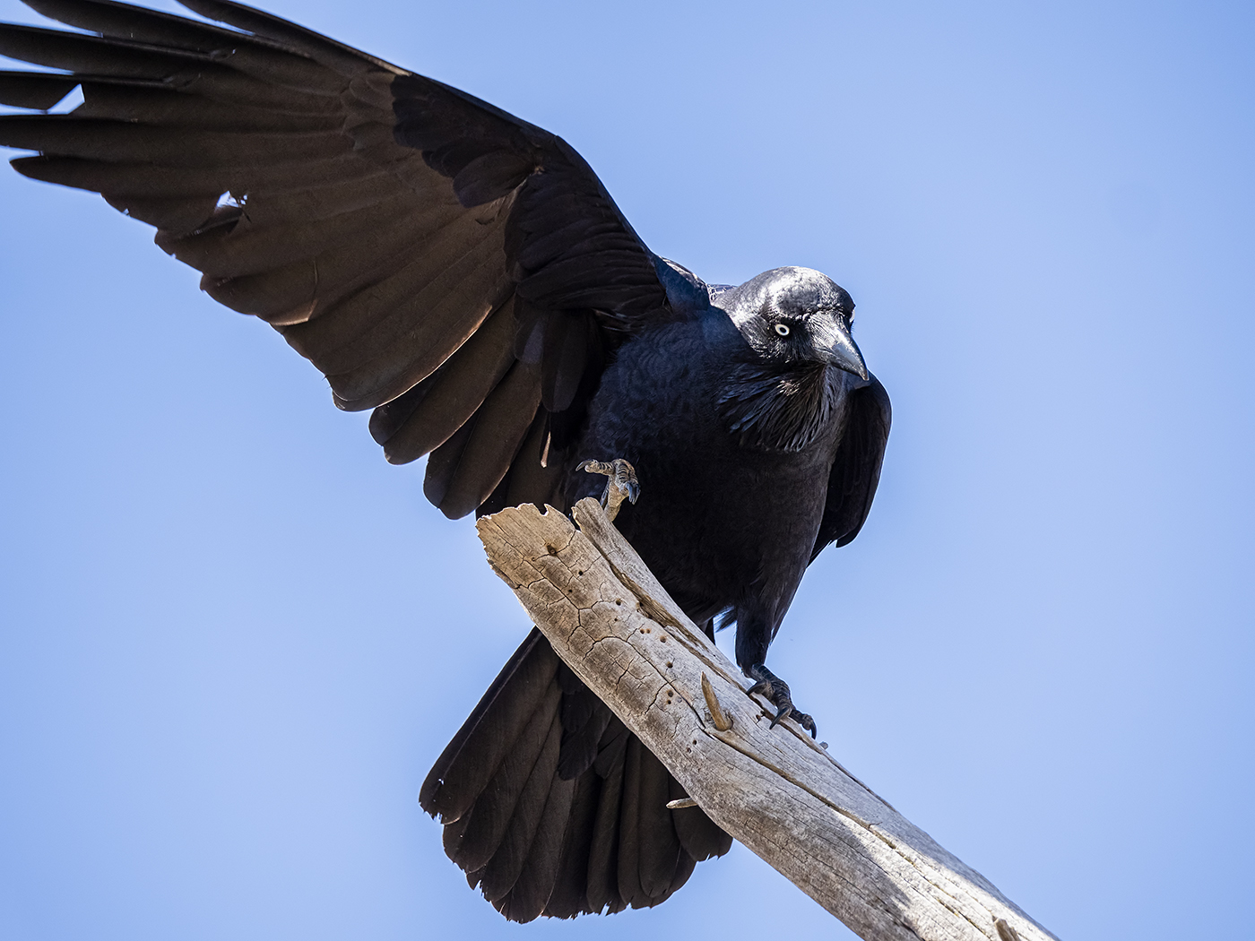 Australian Raven (Image ID 36796)