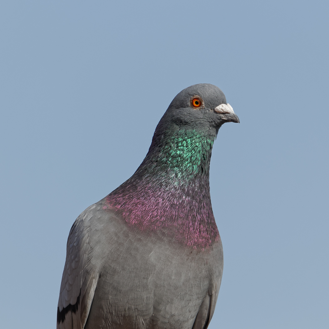 Rock Dove (Image ID 36792)