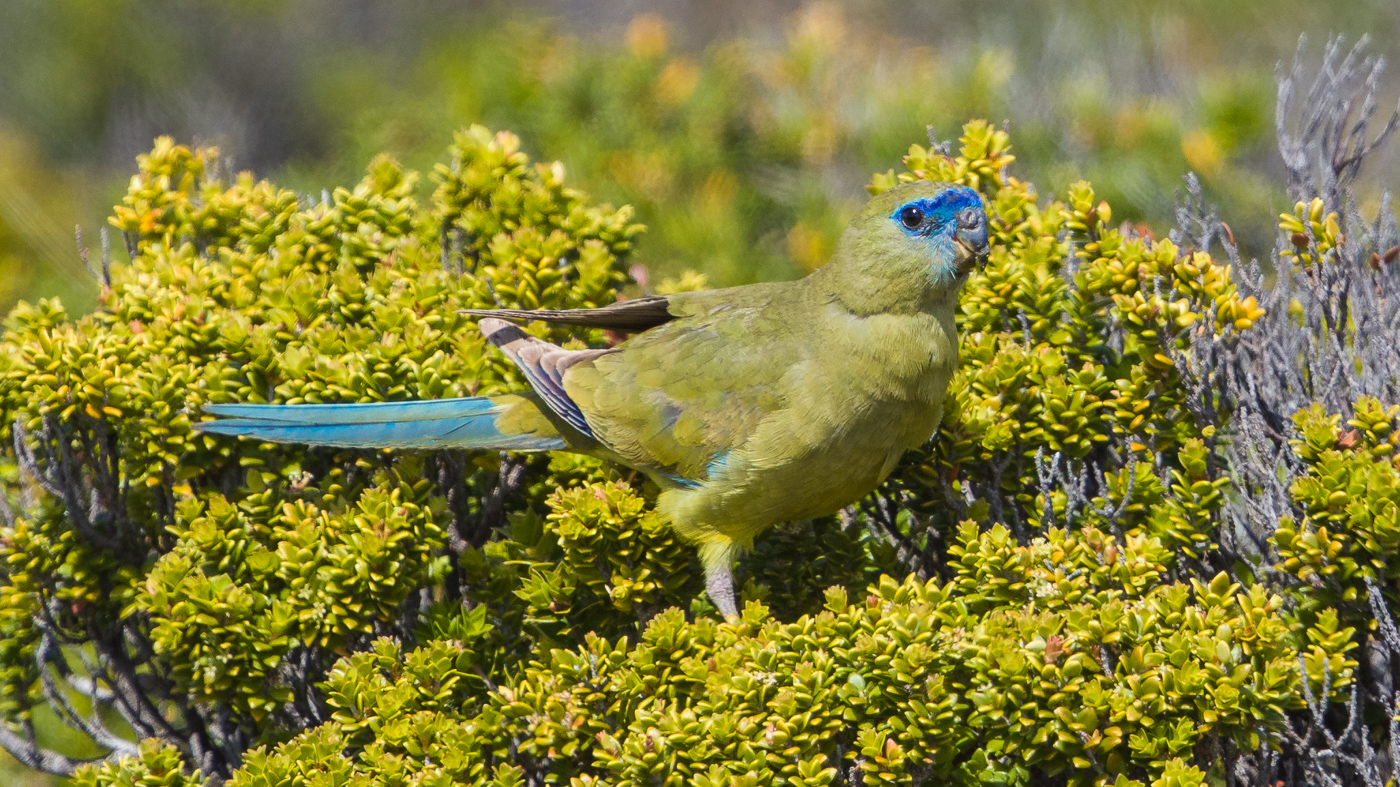 Rock Parrot (Image ID 36764)