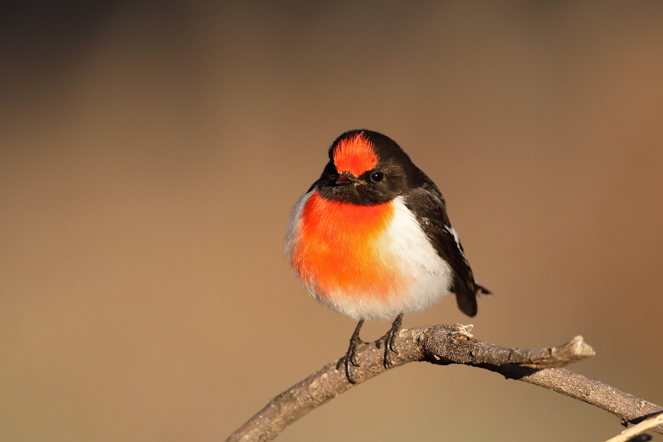 Red-capped Robin (Image ID 36701)