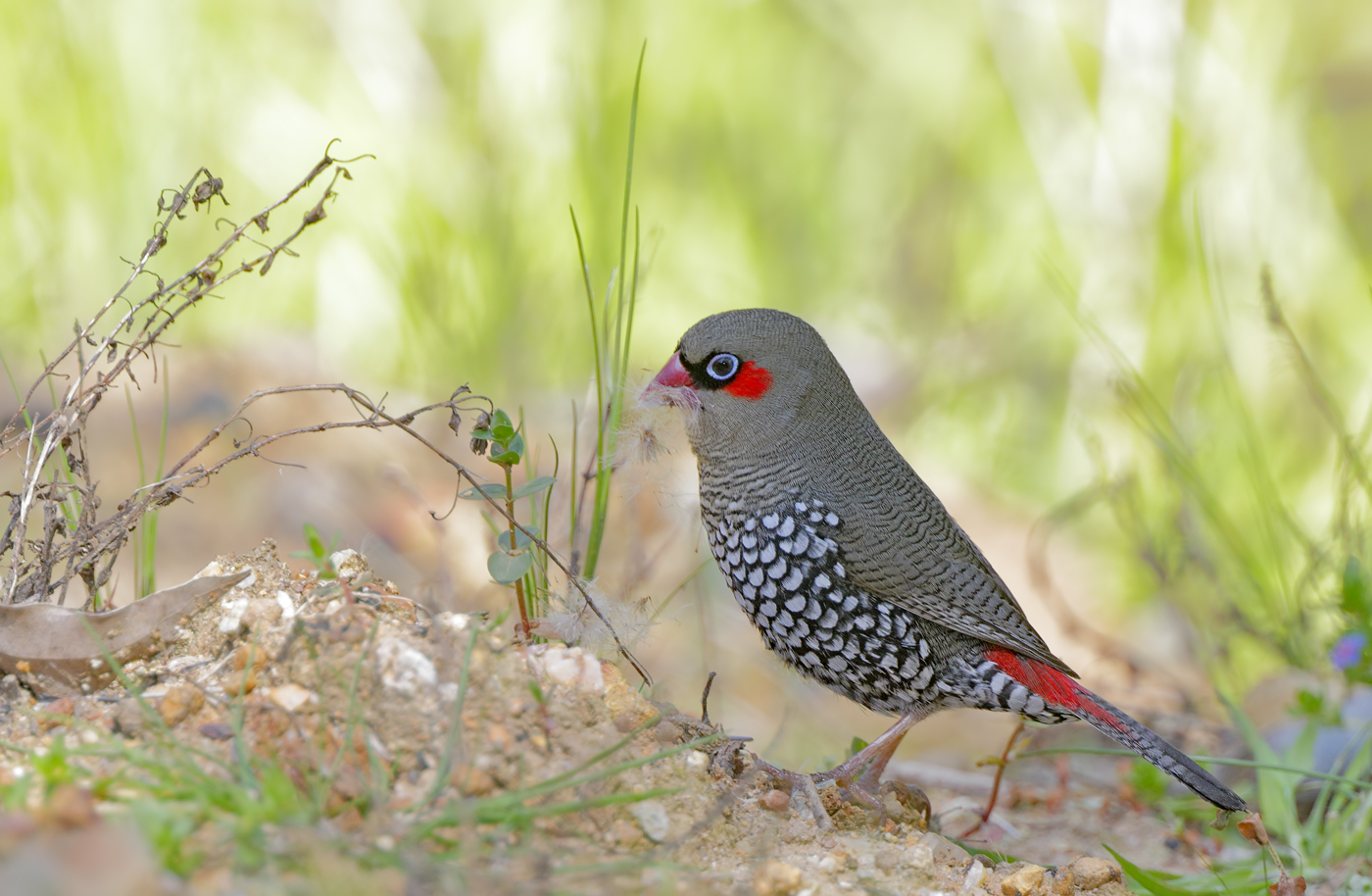 Red-eared Firetail (Image ID 36690)