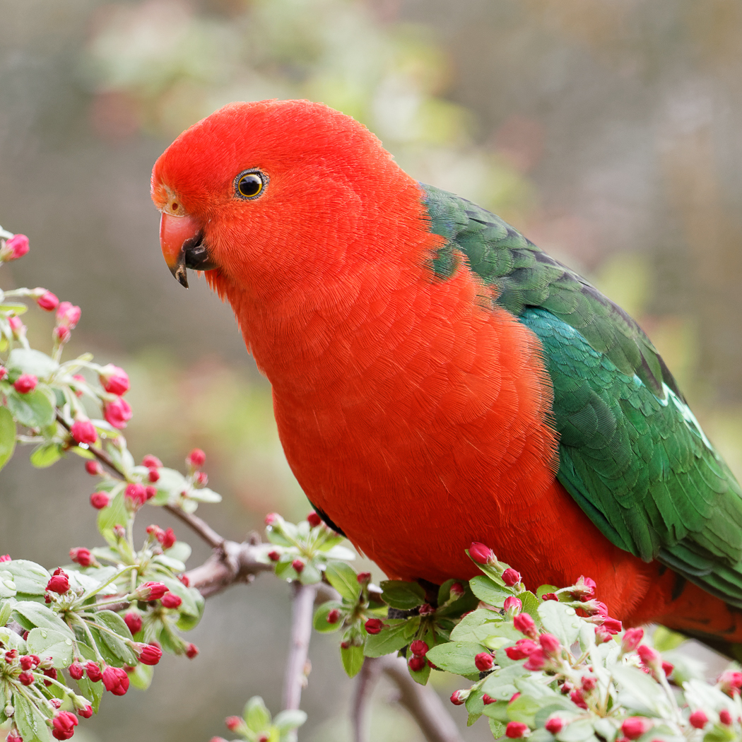 Australian King-Parrot (Image ID 36793)