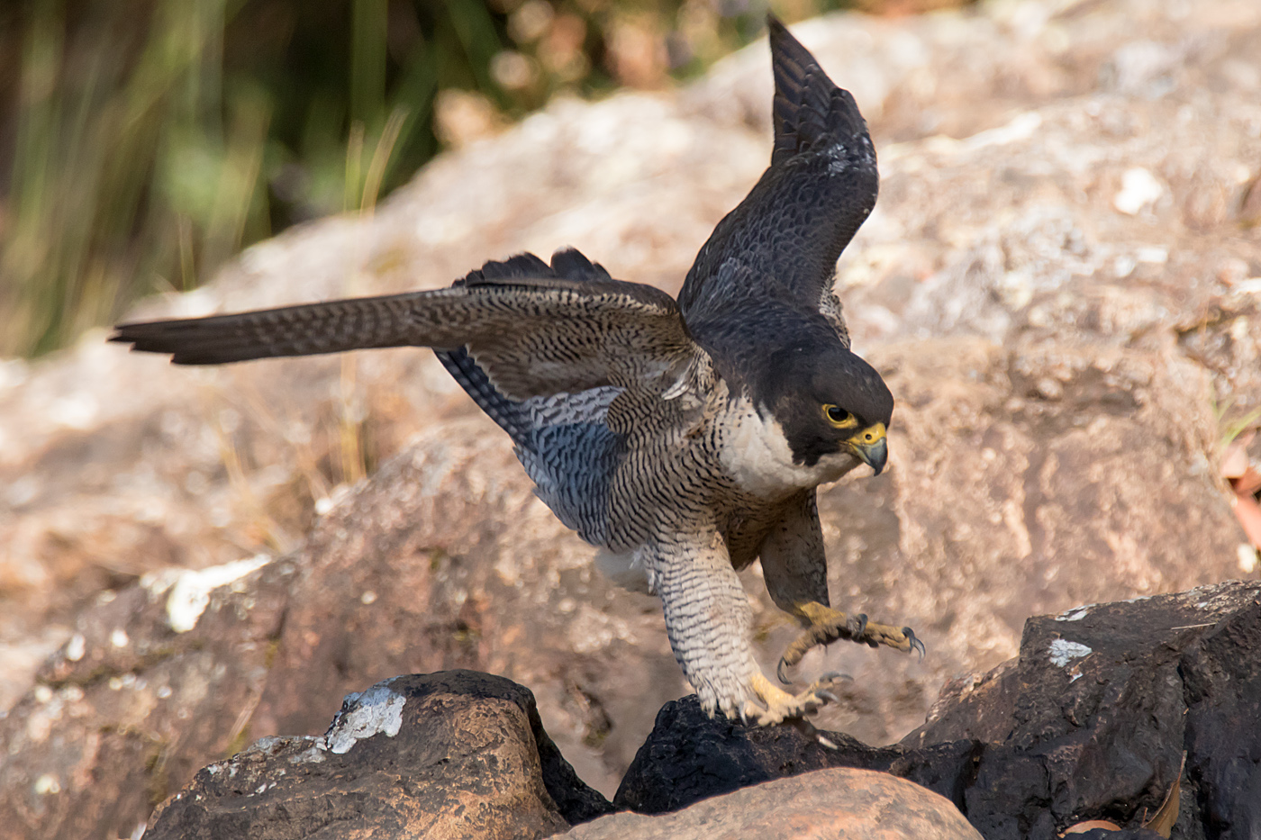 Peregrine Falcon (Image ID 36745)