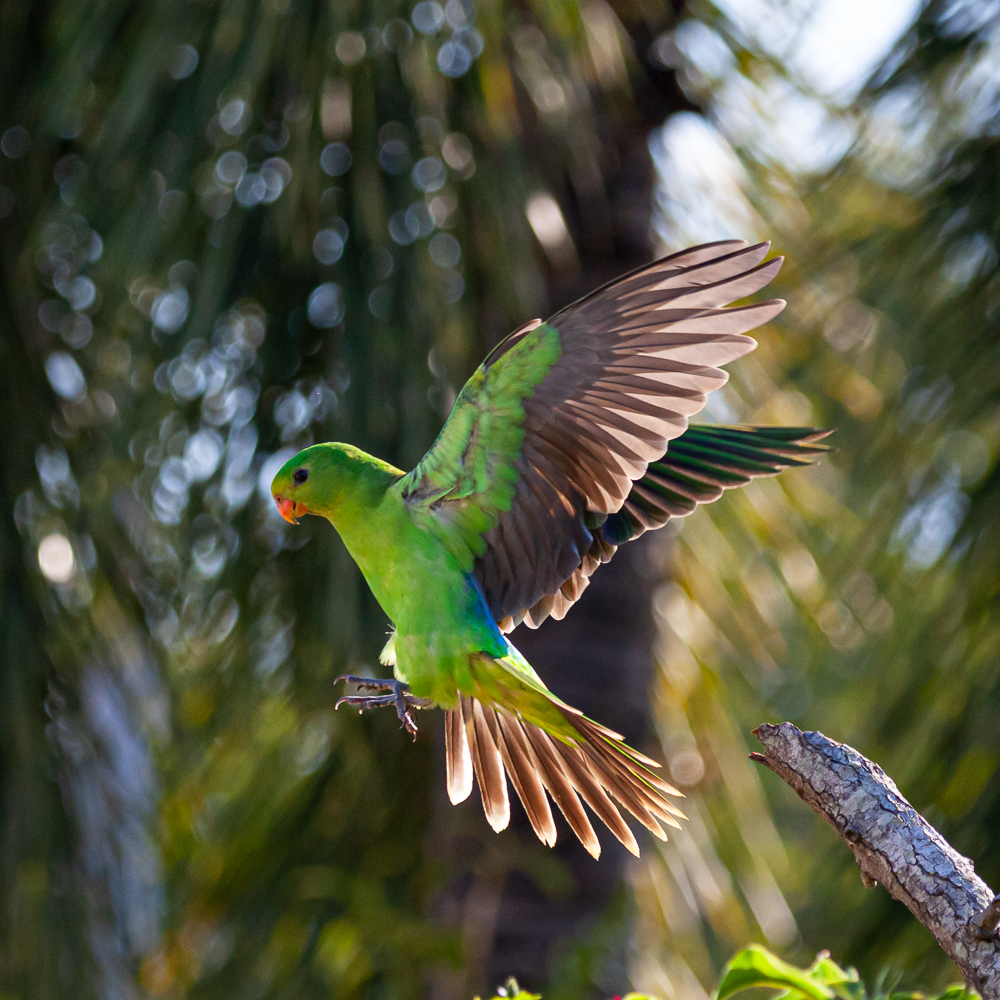 Red-winged Parrot (Image ID 36876)