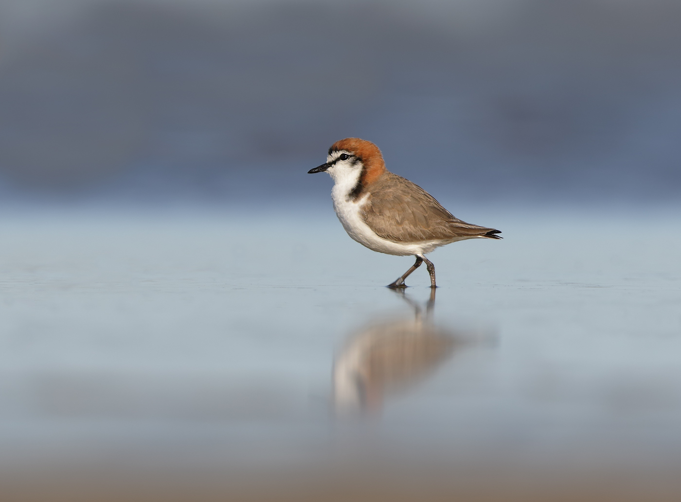 Red-capped Plover (Image ID 36691)