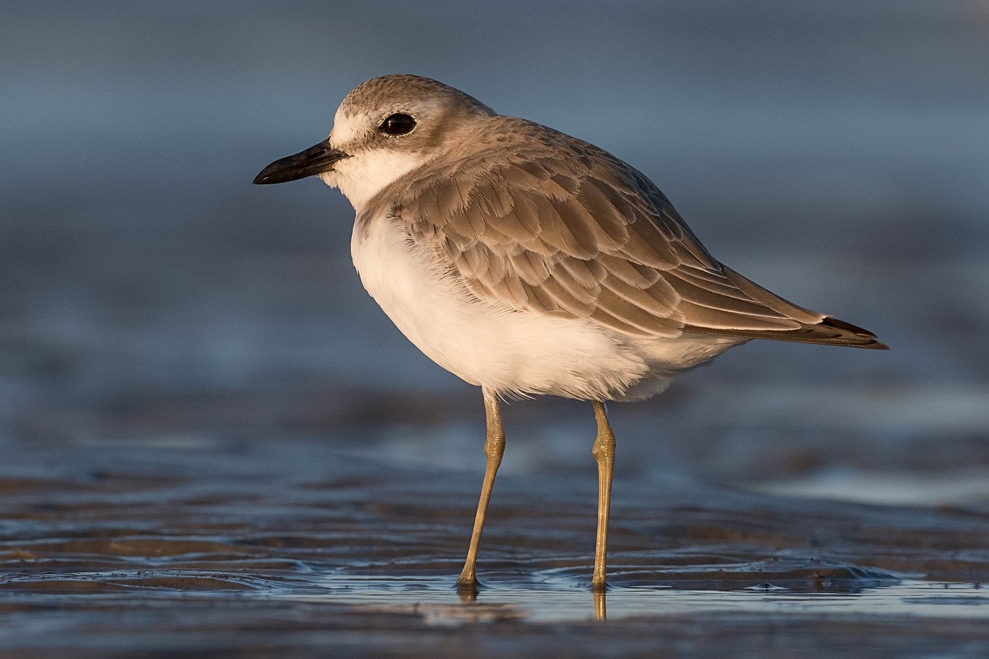 Greater Sand Plover (Image ID 36962)