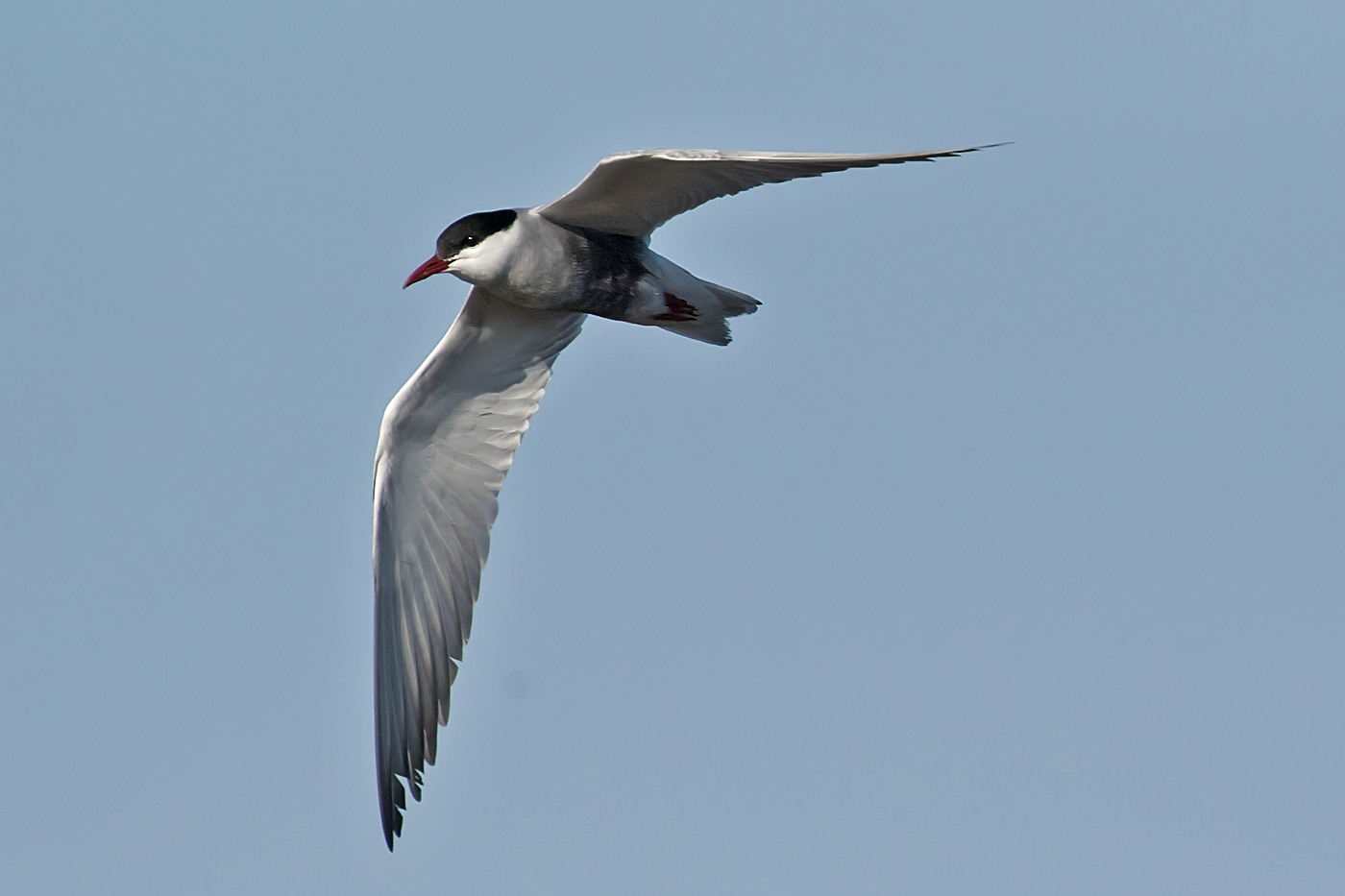 Whiskered Tern (Image ID 36959)