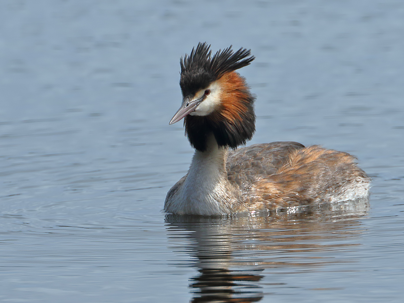 Great Crested Grebe (Image ID 36782)