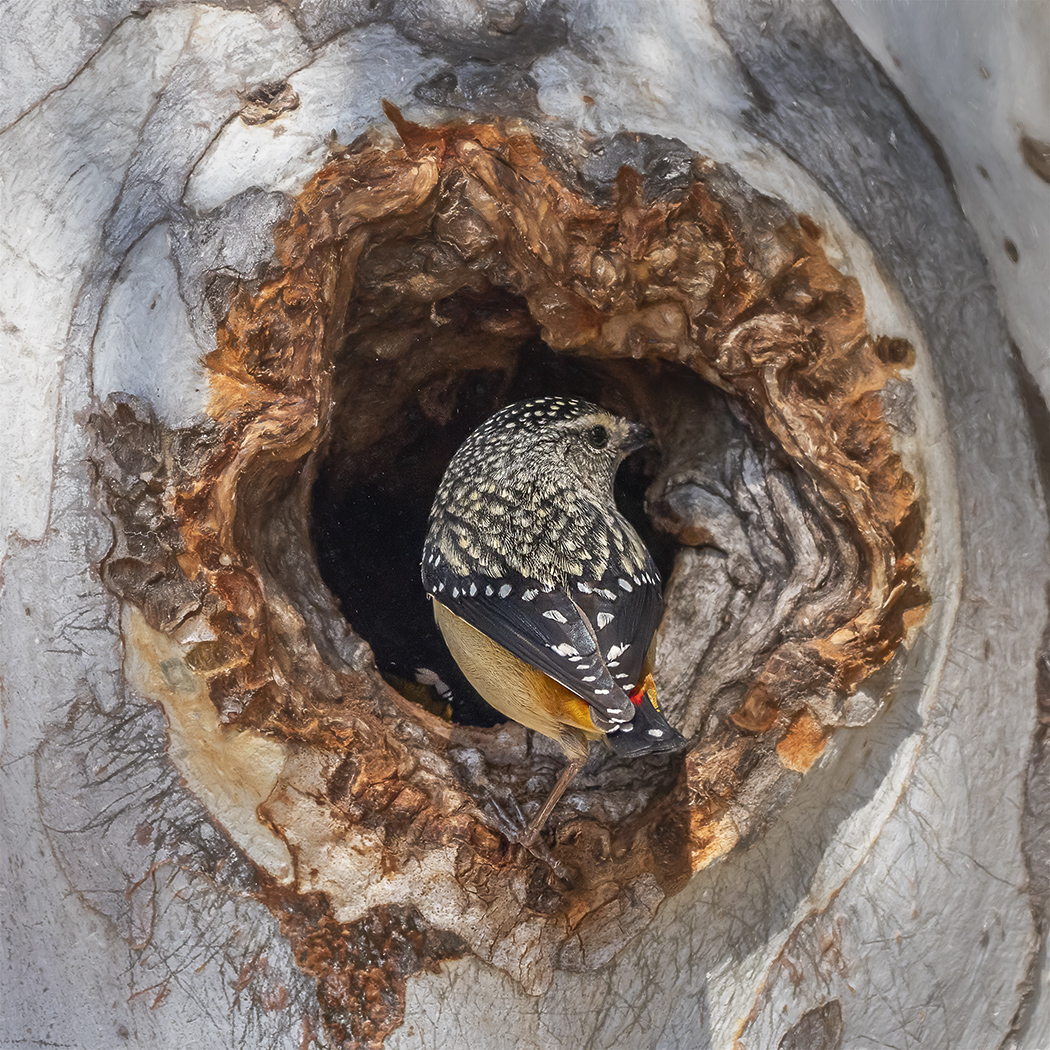 Spotted Pardalote (Image ID 36903)