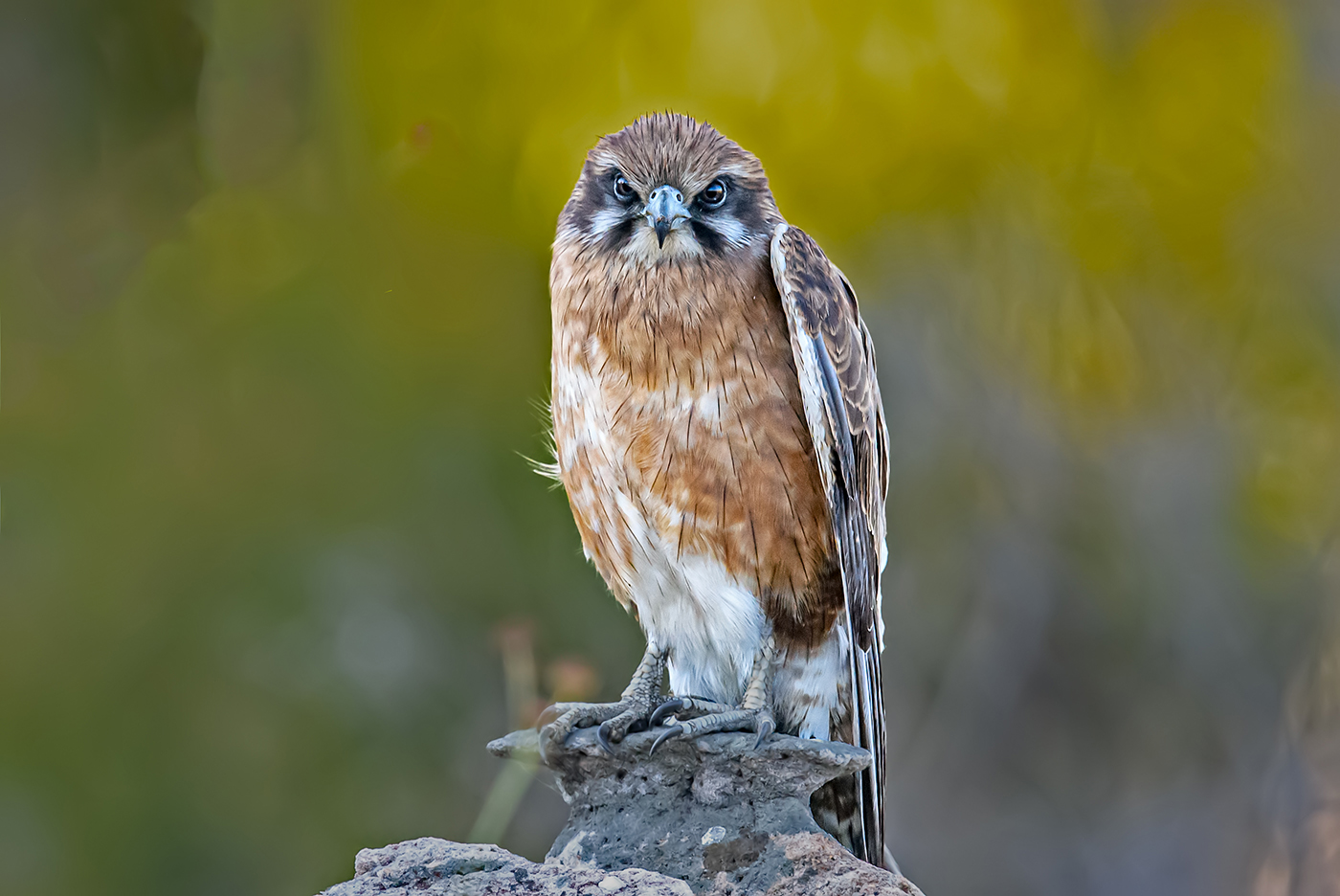 Brown Falcon (Image ID 36892)