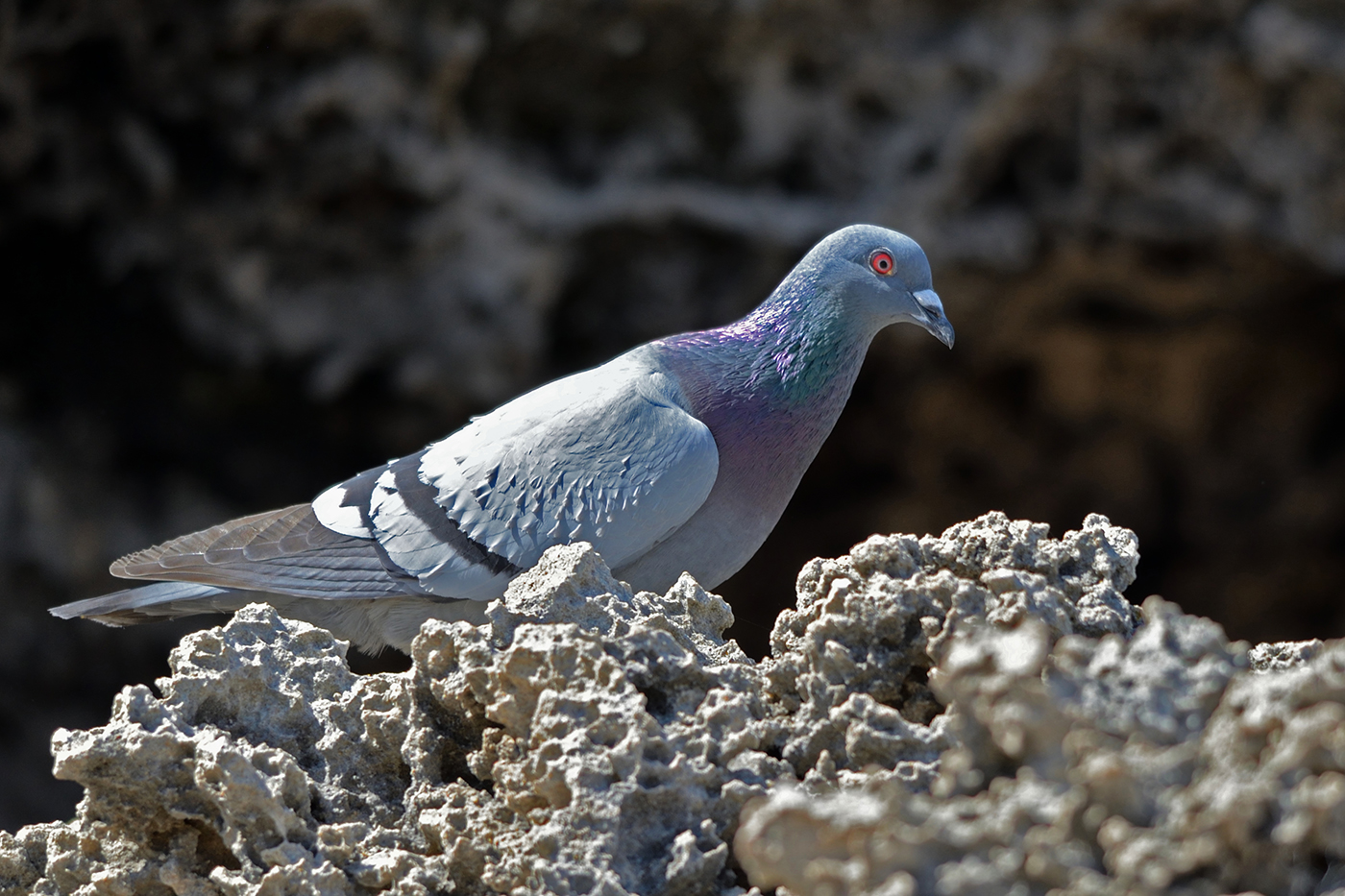 Rock Dove (Image ID 36941)