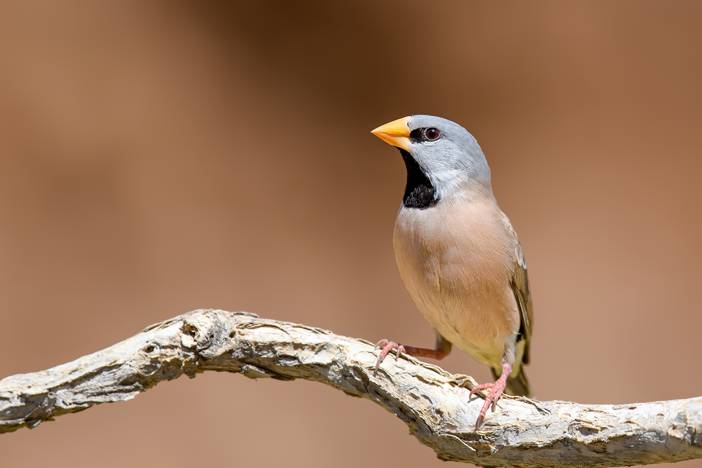 Long-tailed Finch (Image ID 36798)
