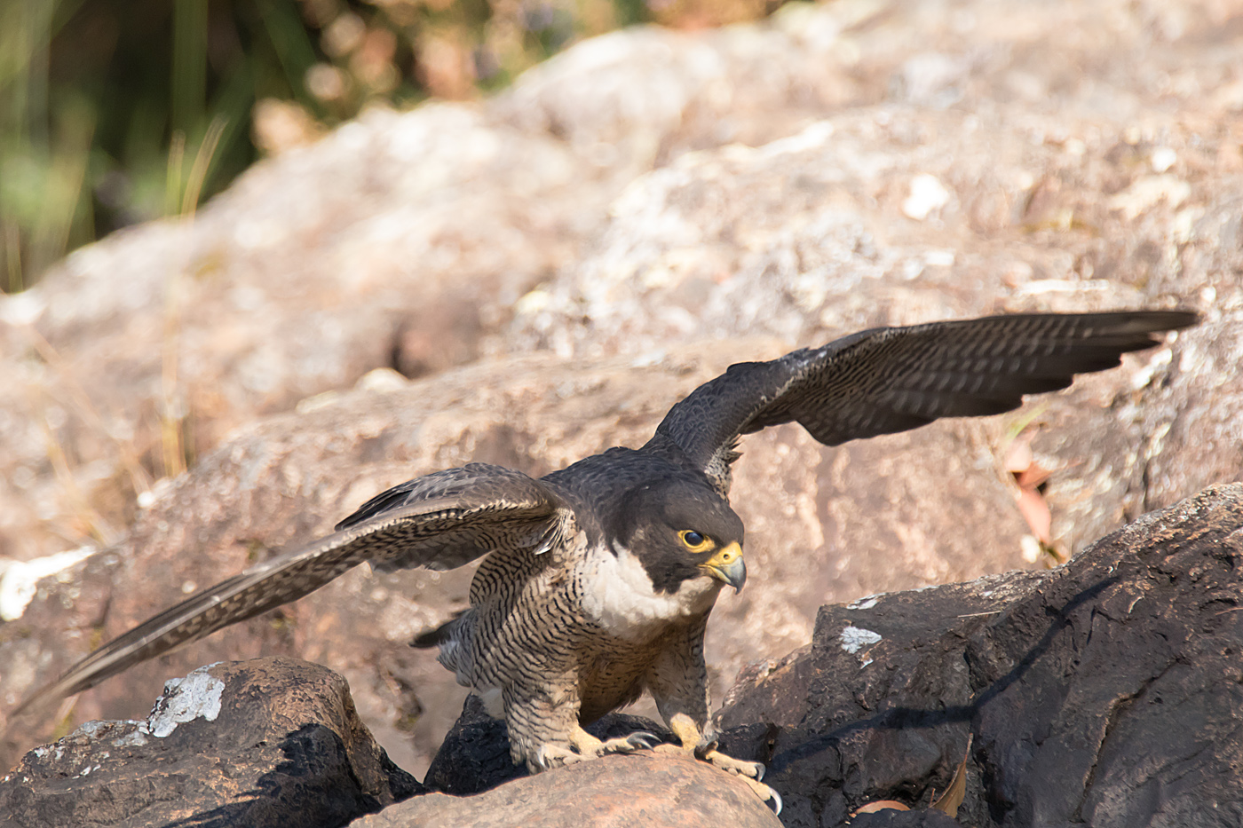 Peregrine Falcon (Image ID 36746)
