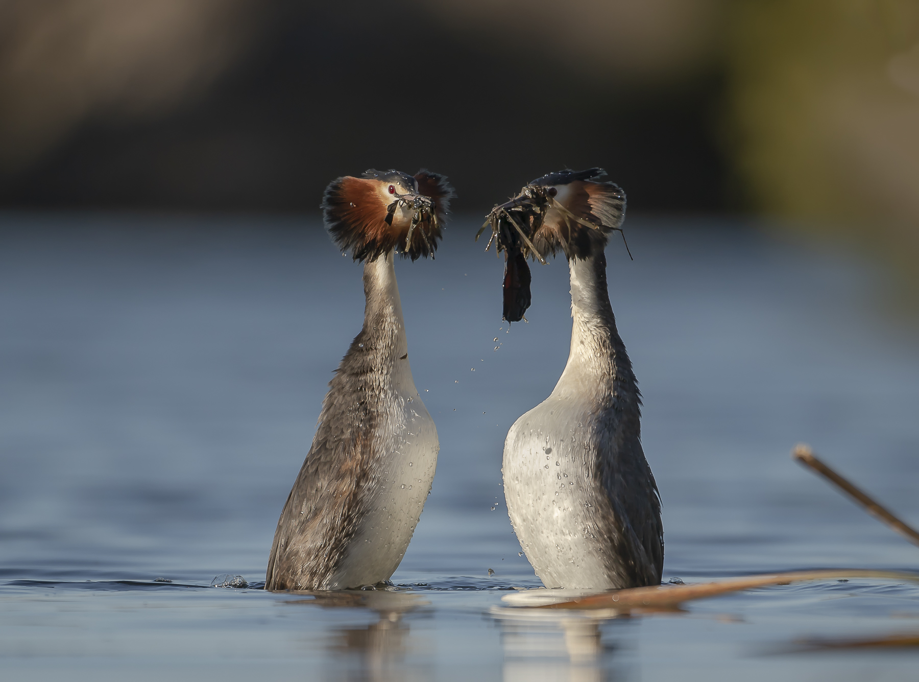 Great Crested Grebe (Image ID 36873)